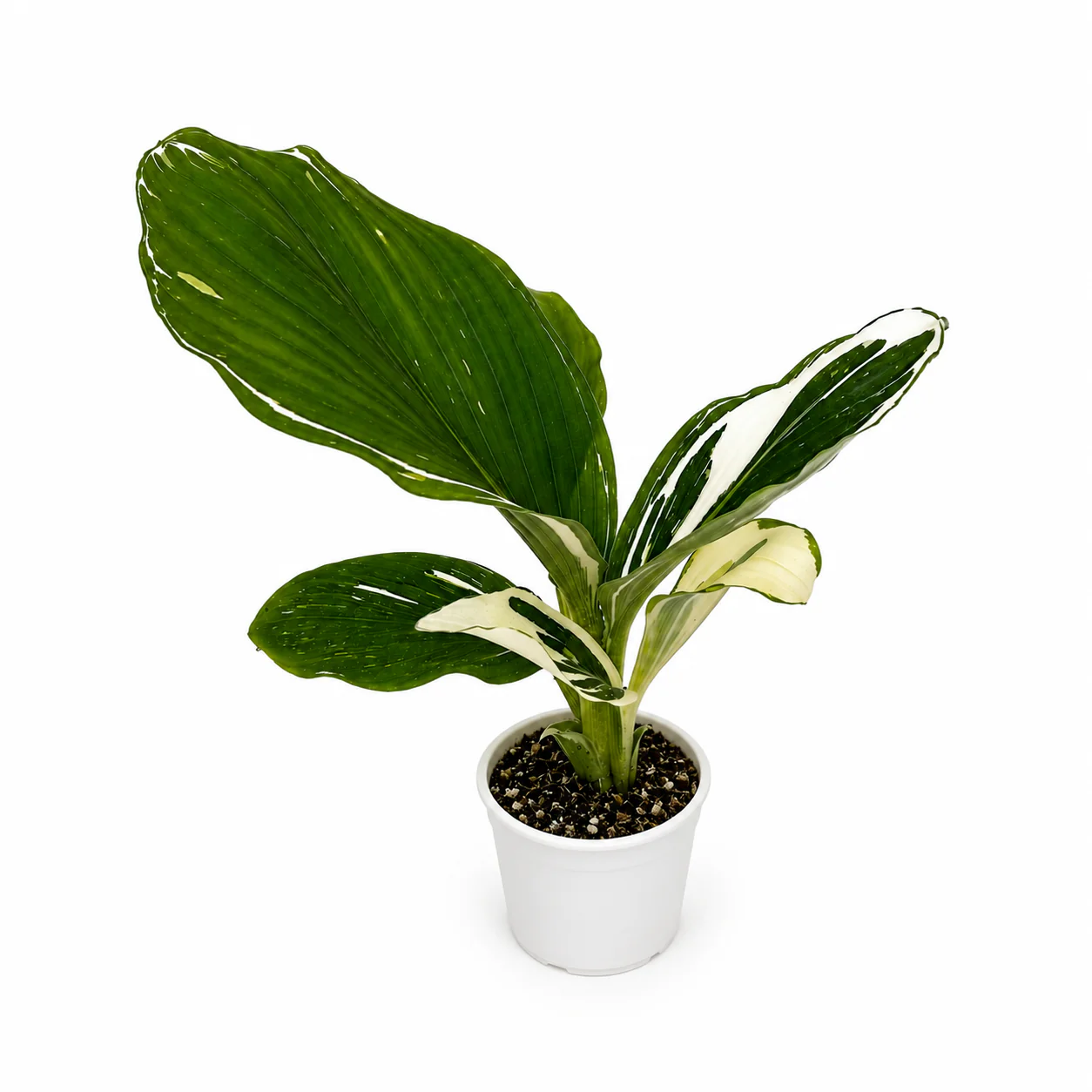 Kaempferia ‘Aurea Variegated’ - Image 2