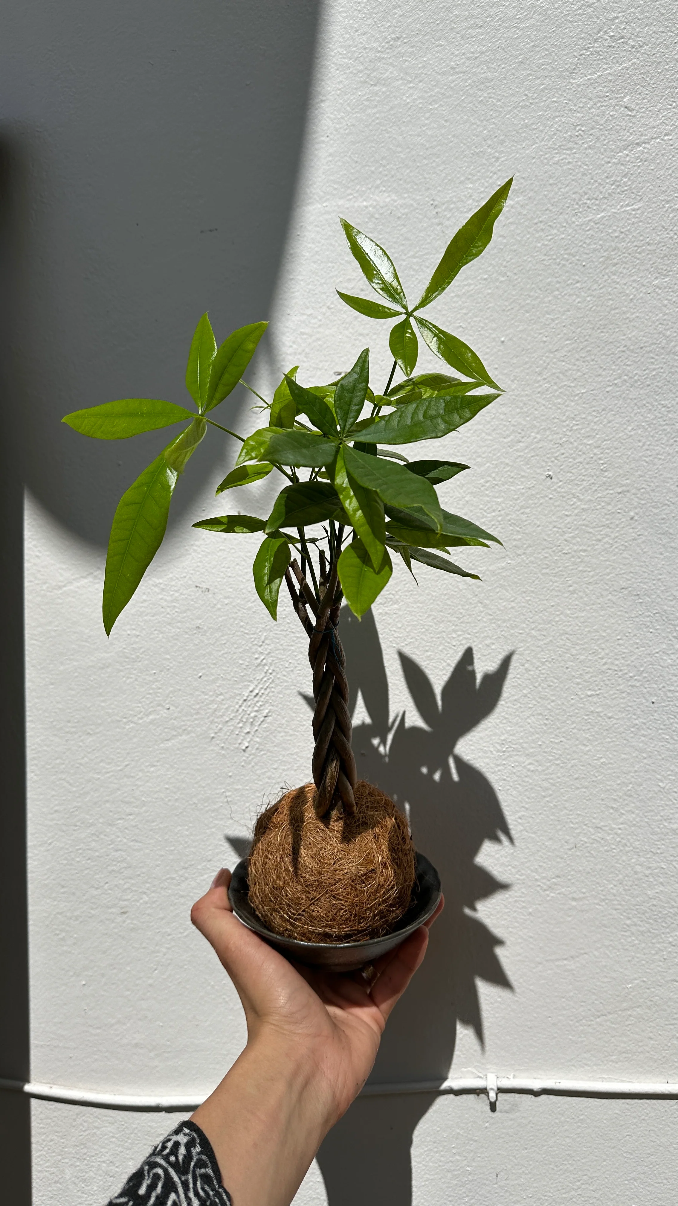Kokedama Money Tree - Image 2