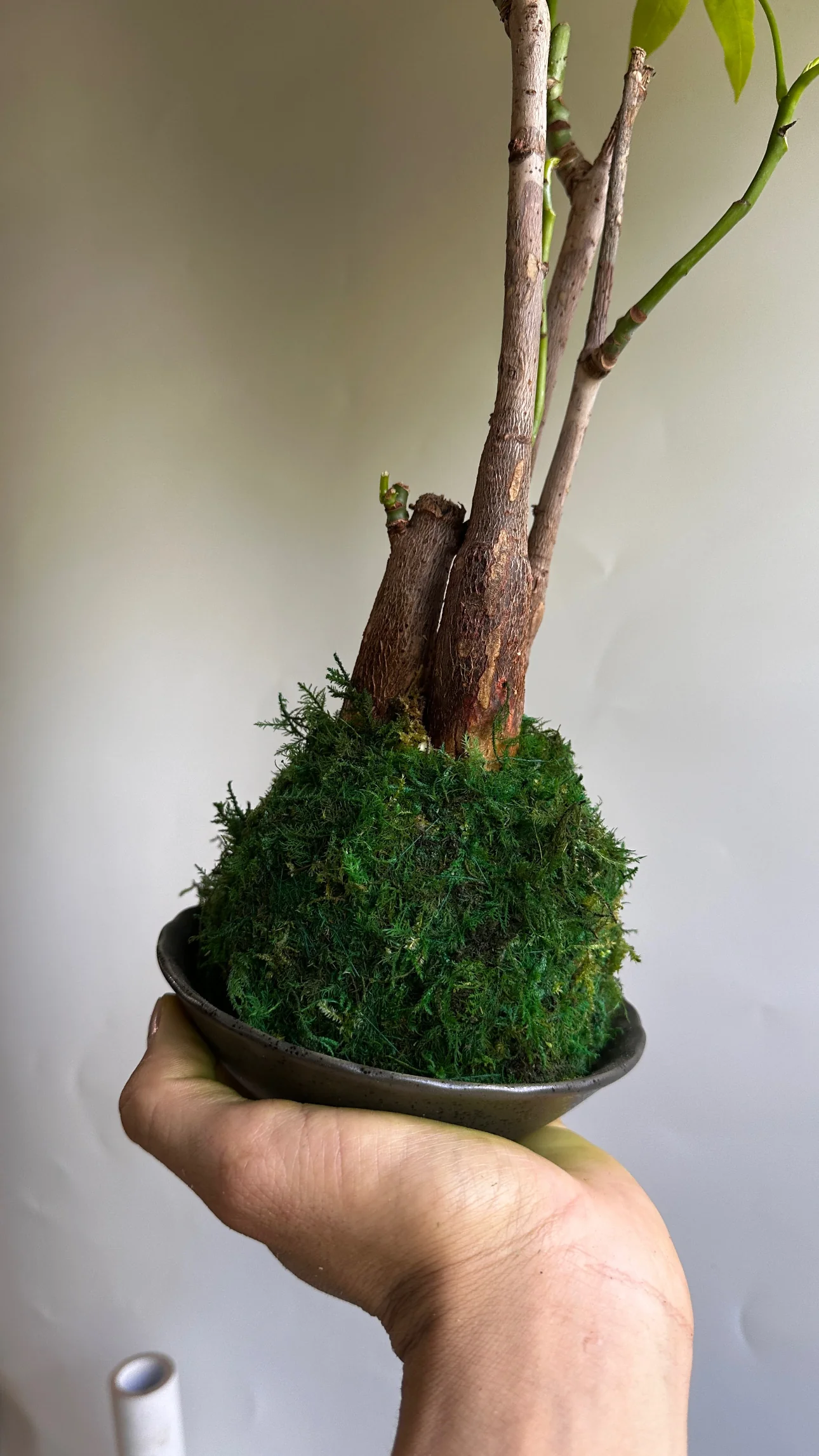 Kokedama Money Tree - Image 4