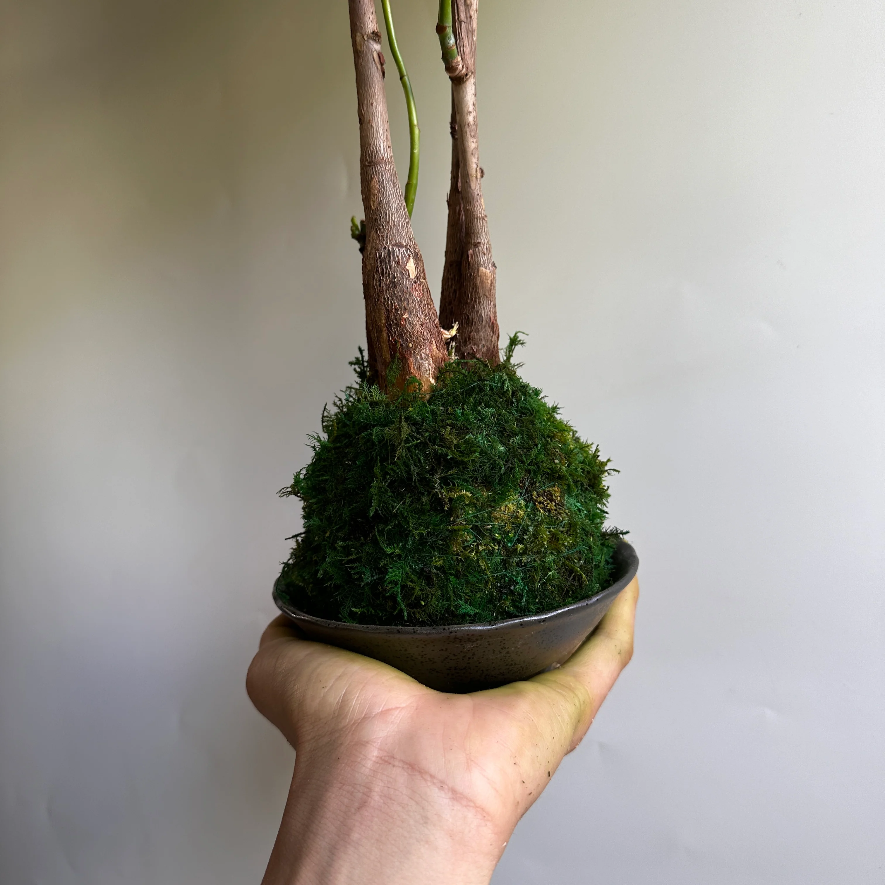 Kokedama Money Tree - Image 5