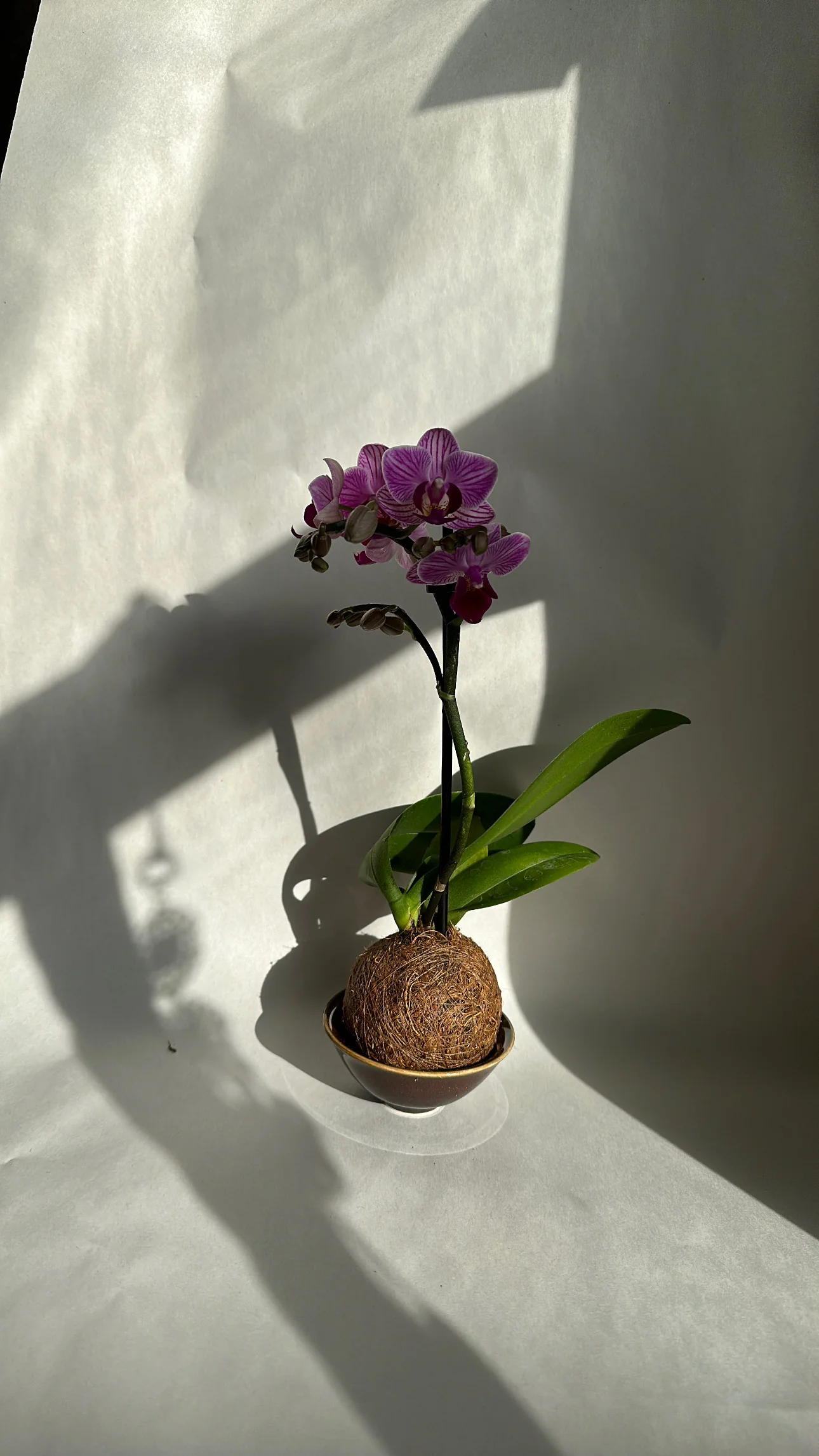 Kokedama Mini Orchid - Image 2