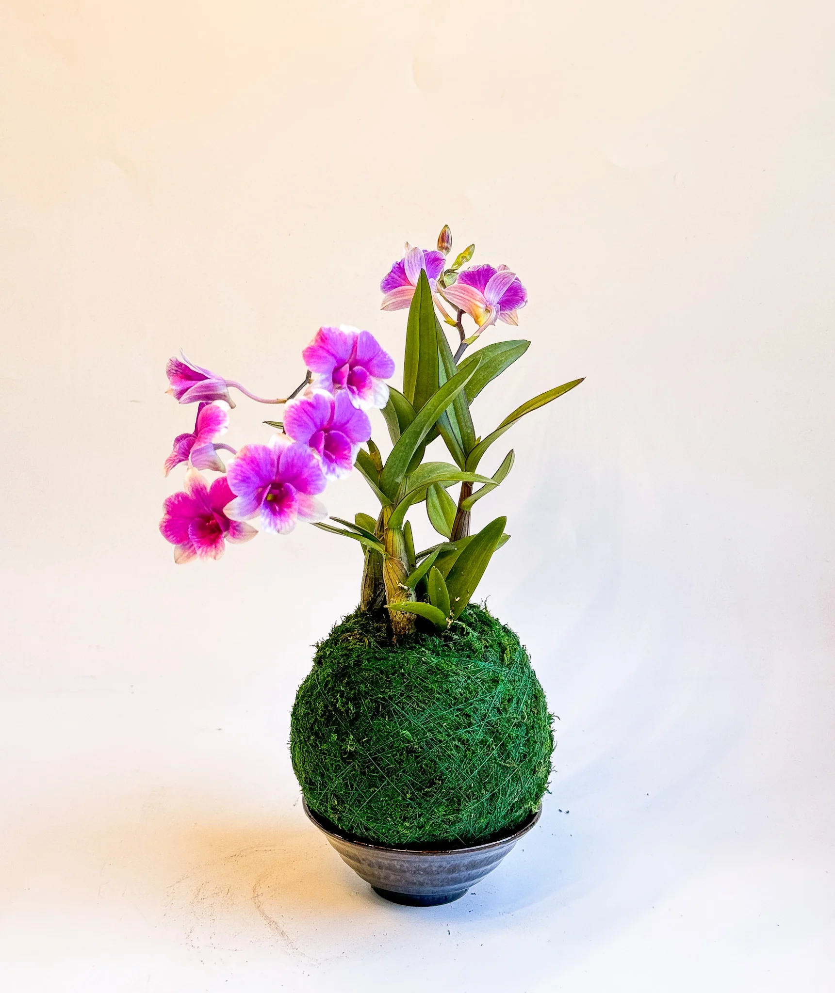 Kokedama Mini Orchid - Image 3