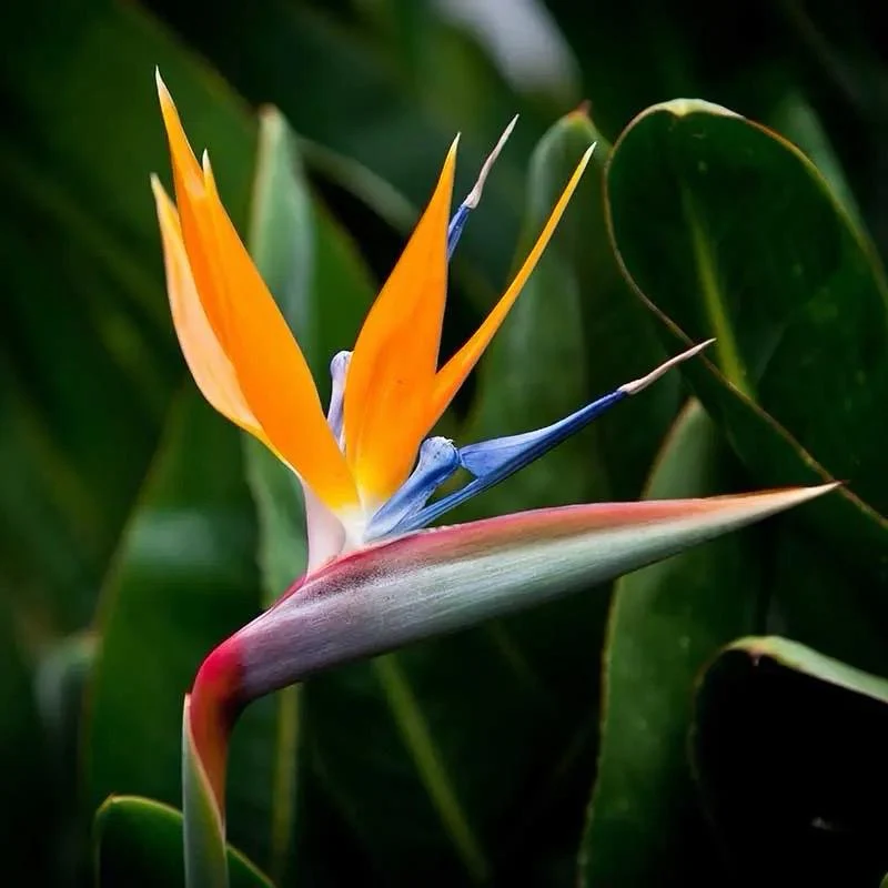 Large Bird of Paradise - Image 4