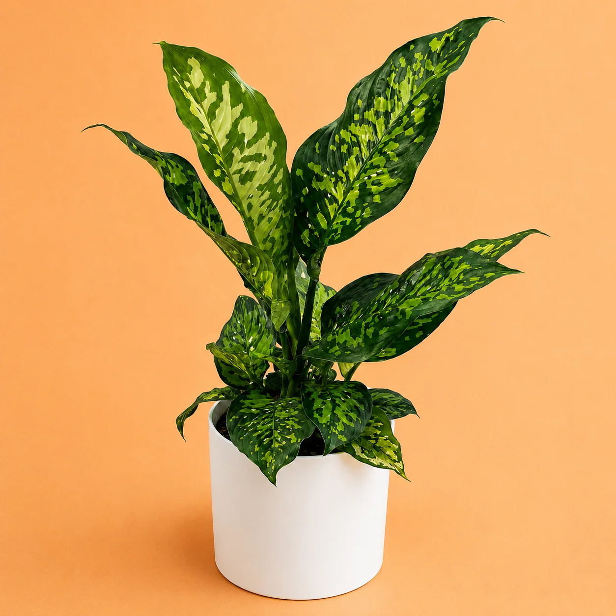Large Dieffenbachia Reflecta ‘Cheetah’ - Image 2