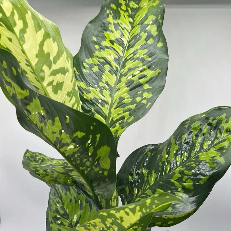 Large Dieffenbachia Reflecta ‘Cheetah’ - Image 3