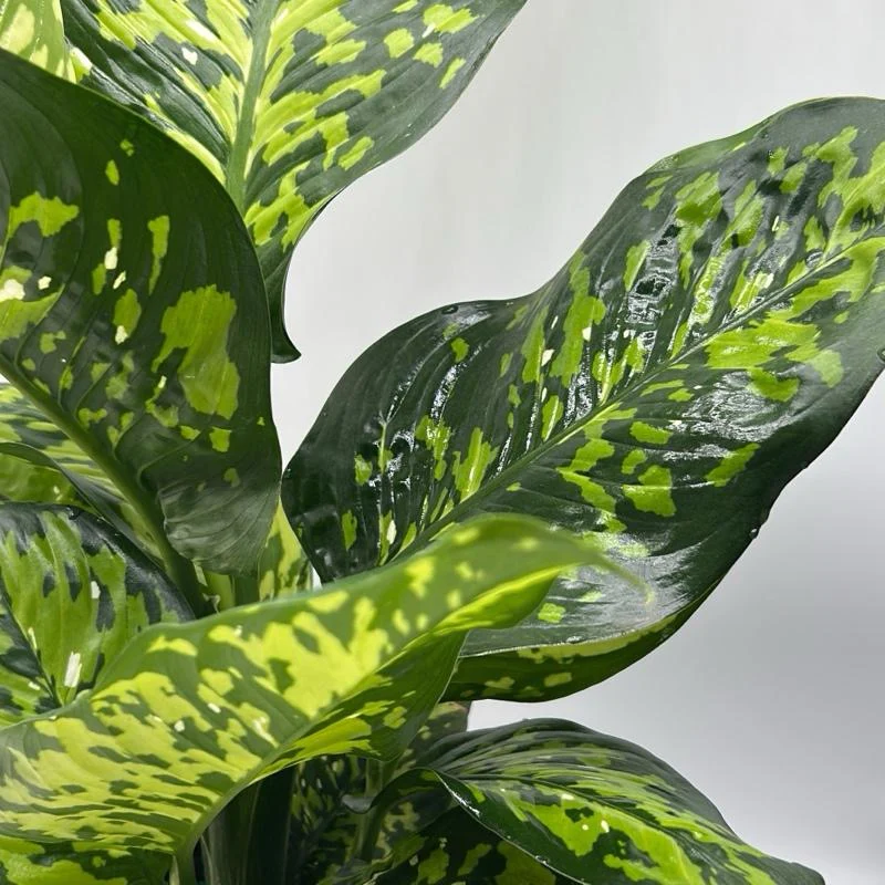 Large Dieffenbachia Reflecta ‘Cheetah’ - Image 4