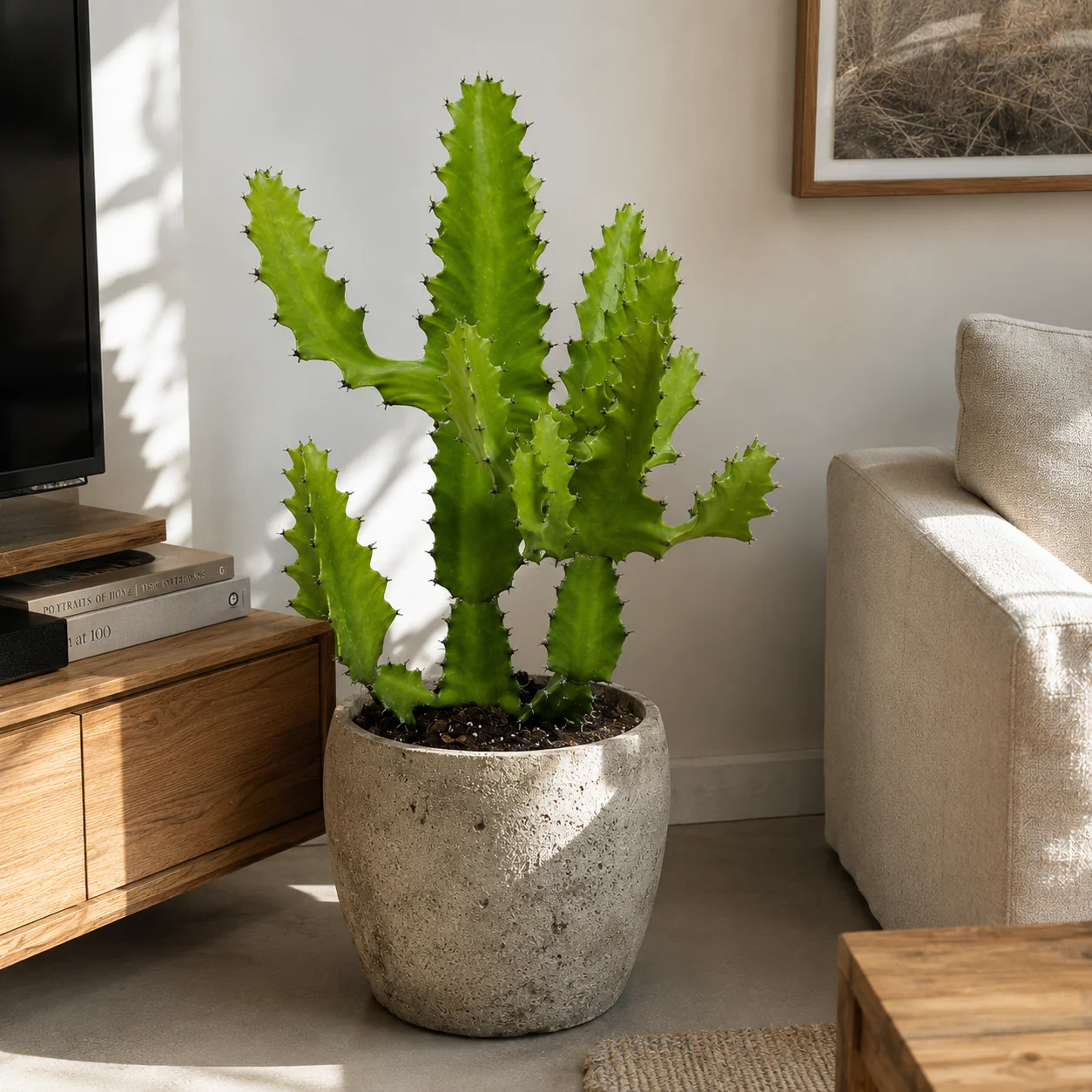 Large Euphorbia Trigona - Image 3