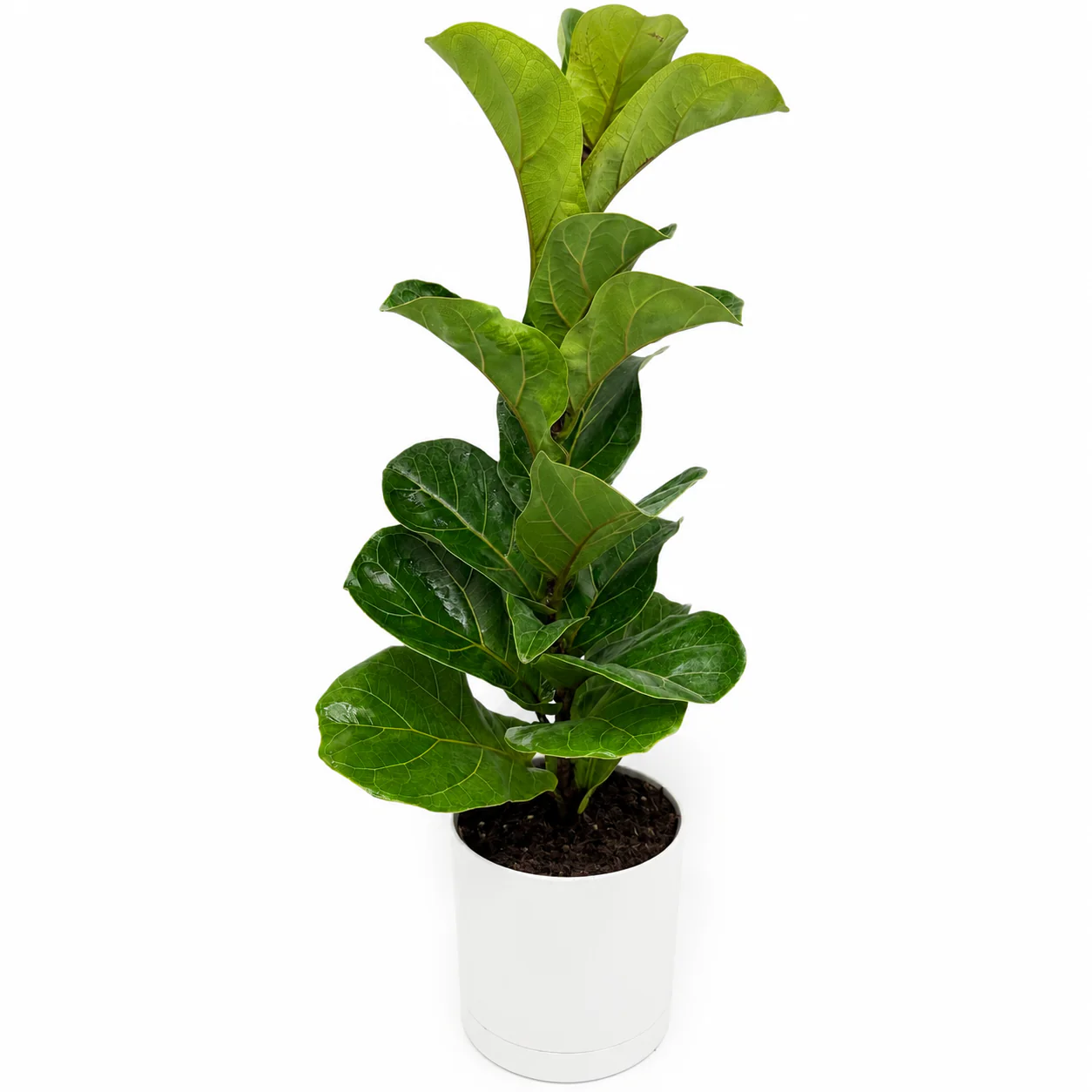Large Ficus Fiddle Leaf Fig - Image 4