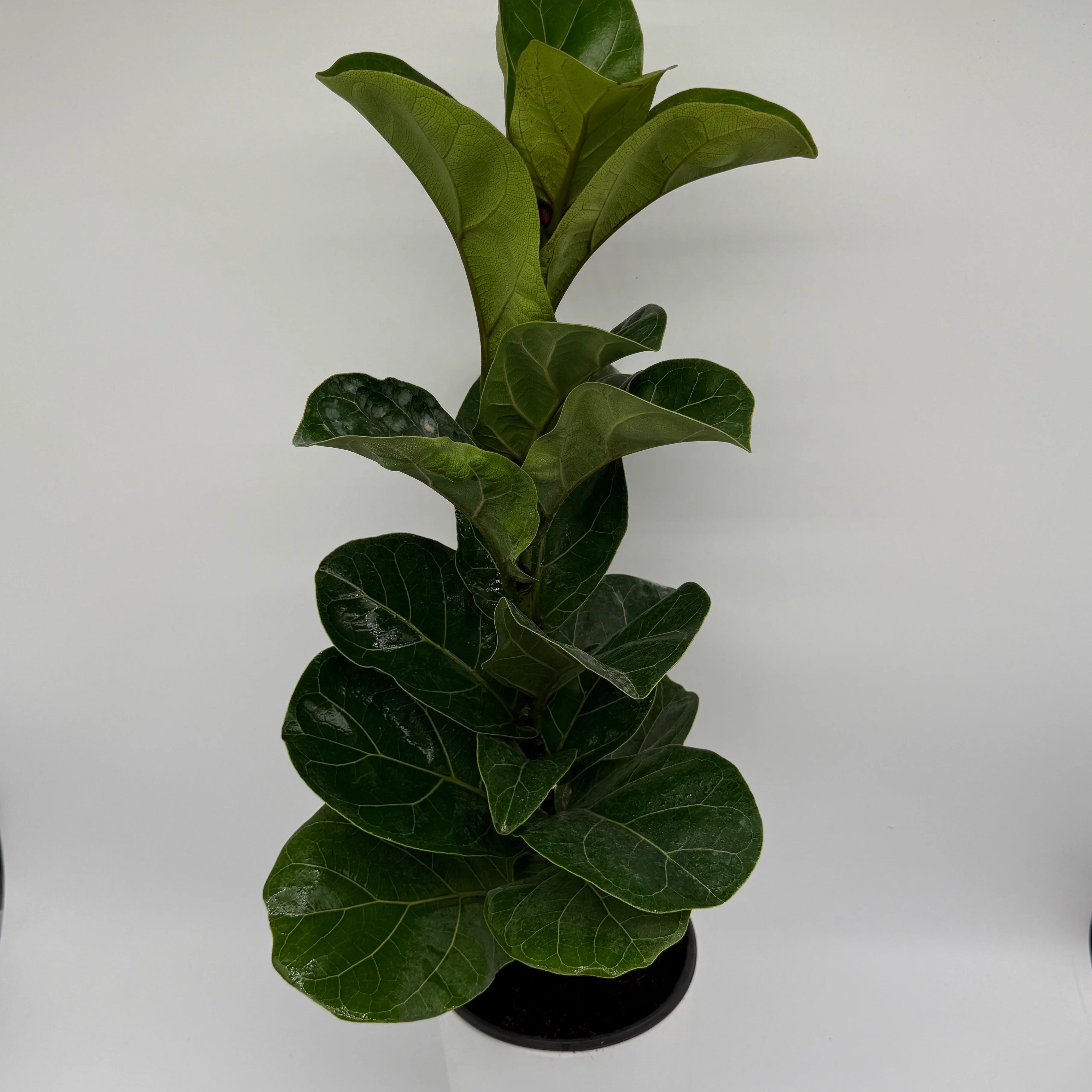 Large Ficus Fiddle Leaf Fig - Image 5