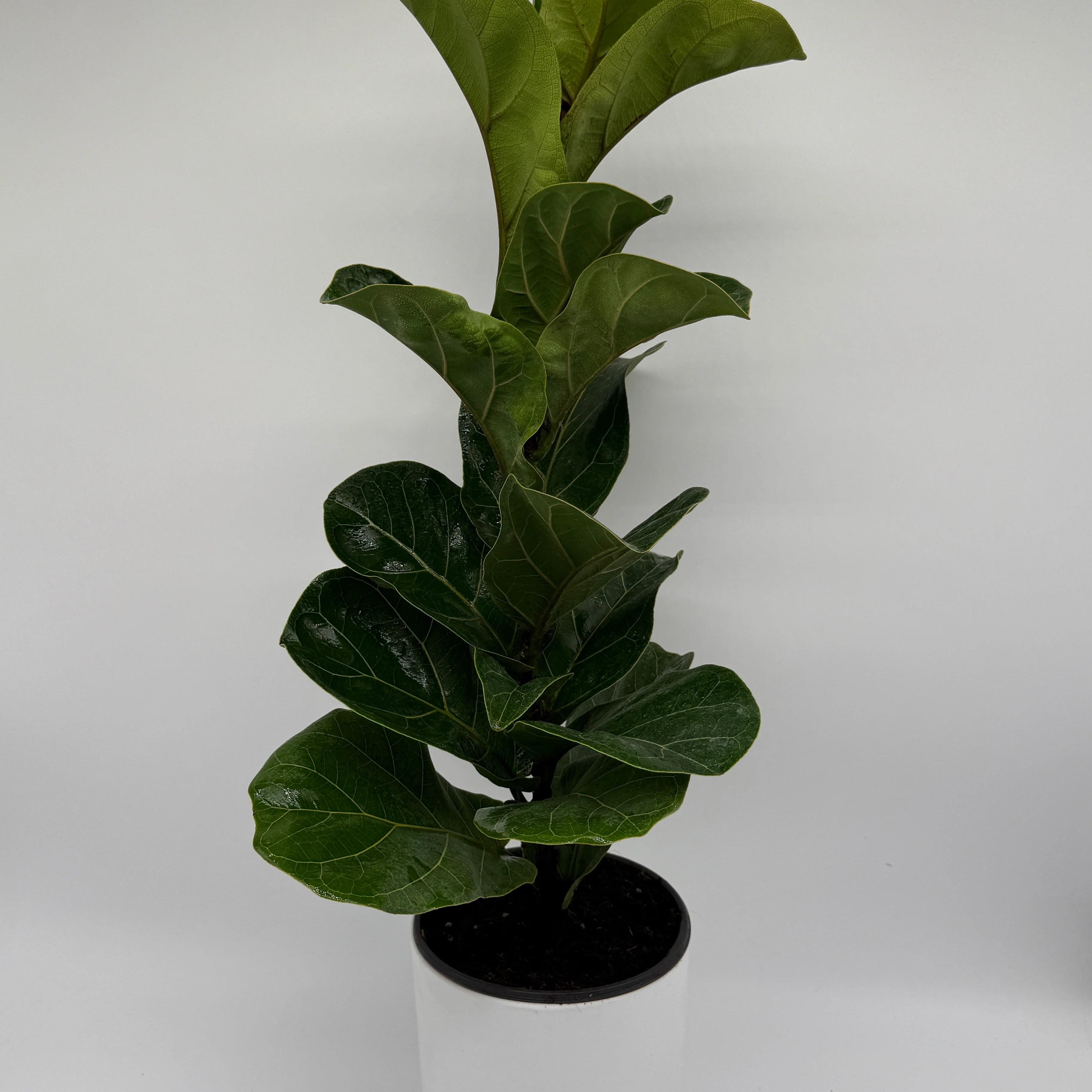 Large Ficus Fiddle Leaf Fig - Image 6