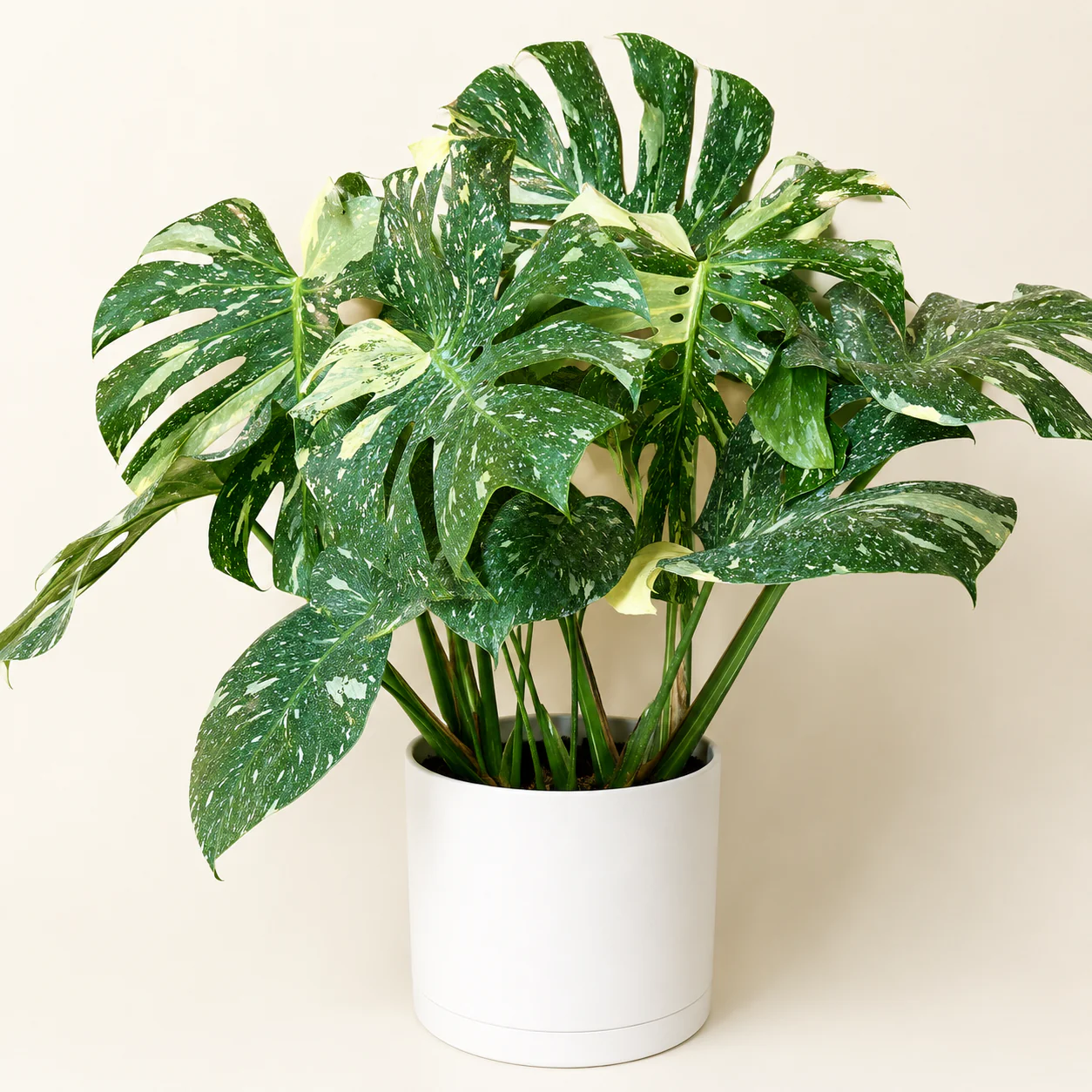 Large Monstera Thai Constellation - Image 3