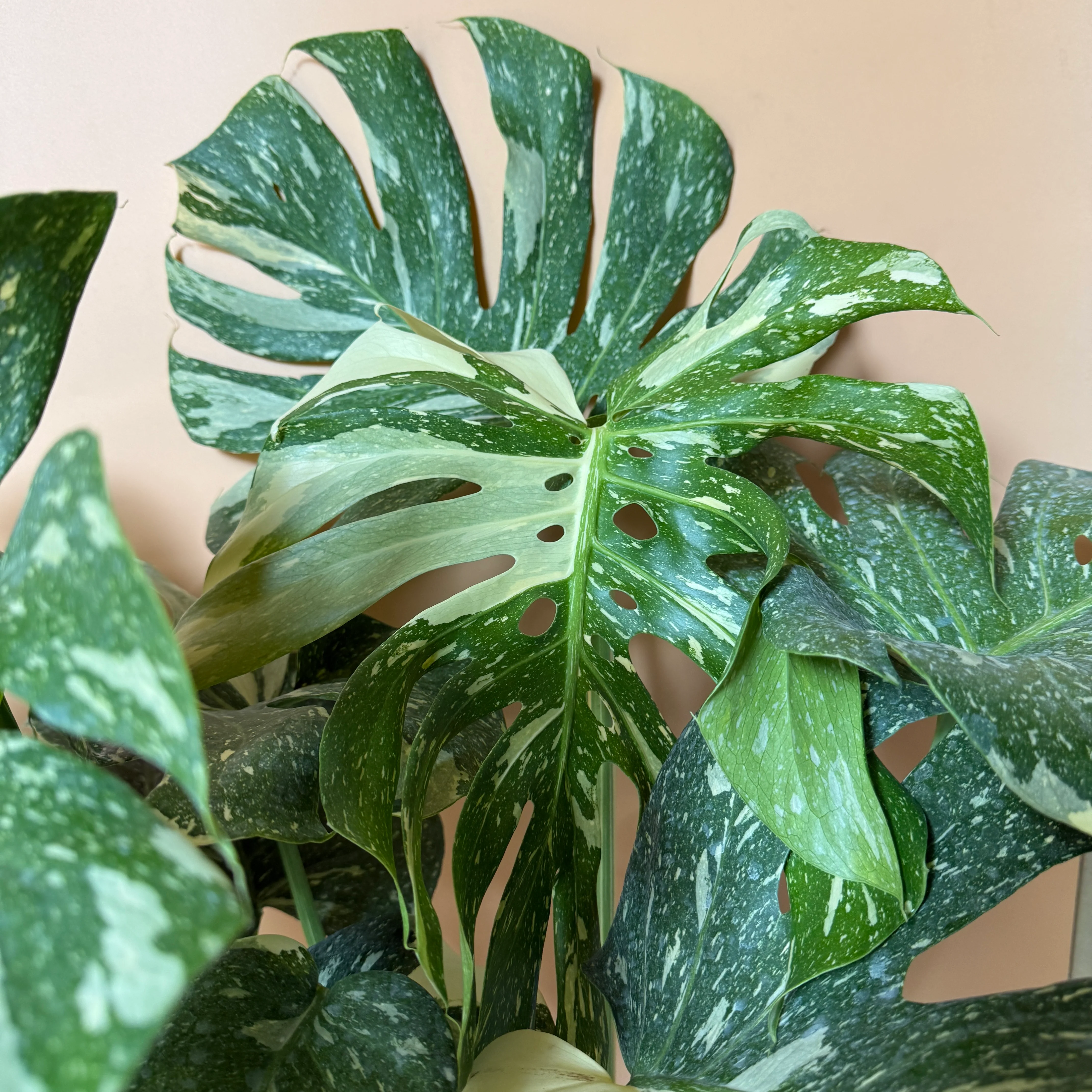 Large Monstera Thai Constellation - Image 4