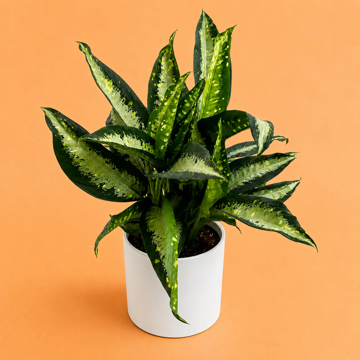 Large Dieffenbachia ‘Panther’ - Image 2