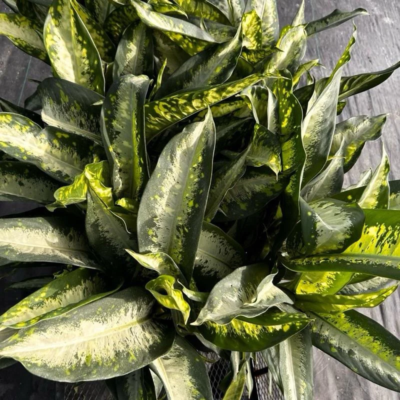 Large Dieffenbachia ‘Panther’ - Image 3