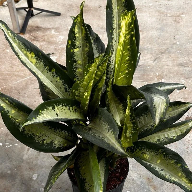 Large Dieffenbachia ‘Panther’ - Image 4
