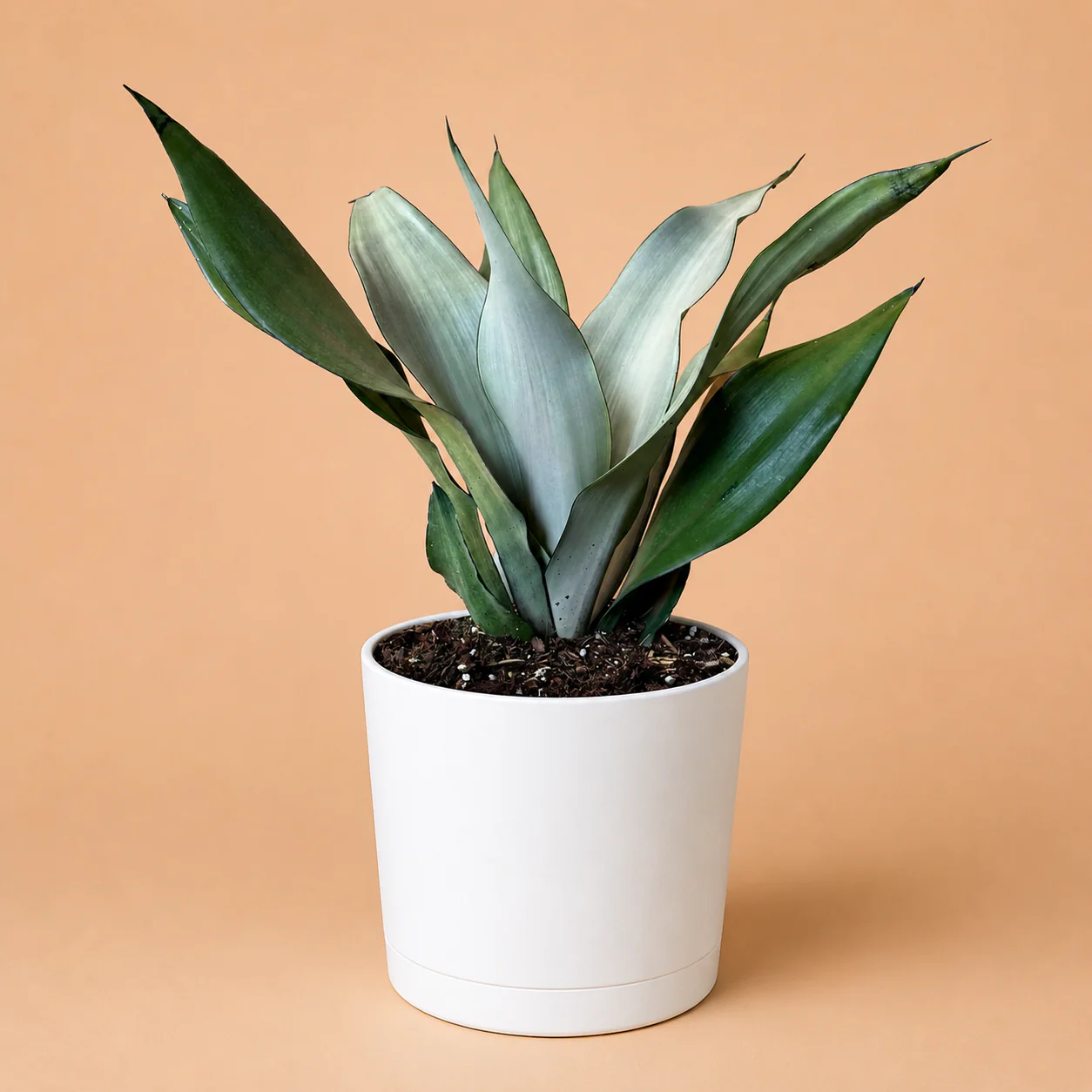 Large Sansevieria 'Moonshine' - Image 2
