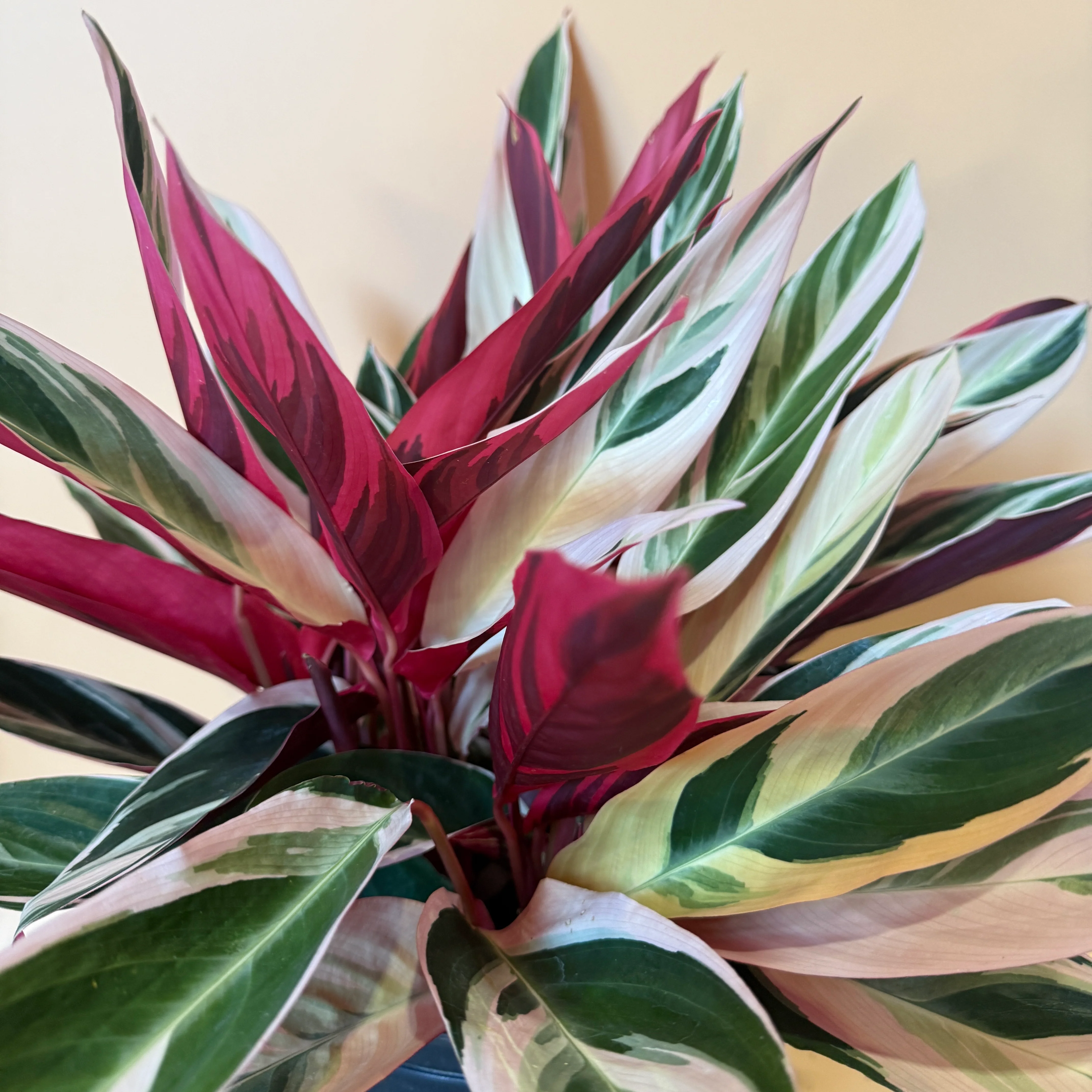 Large Stromanthe Triostar Calathea - Image 2