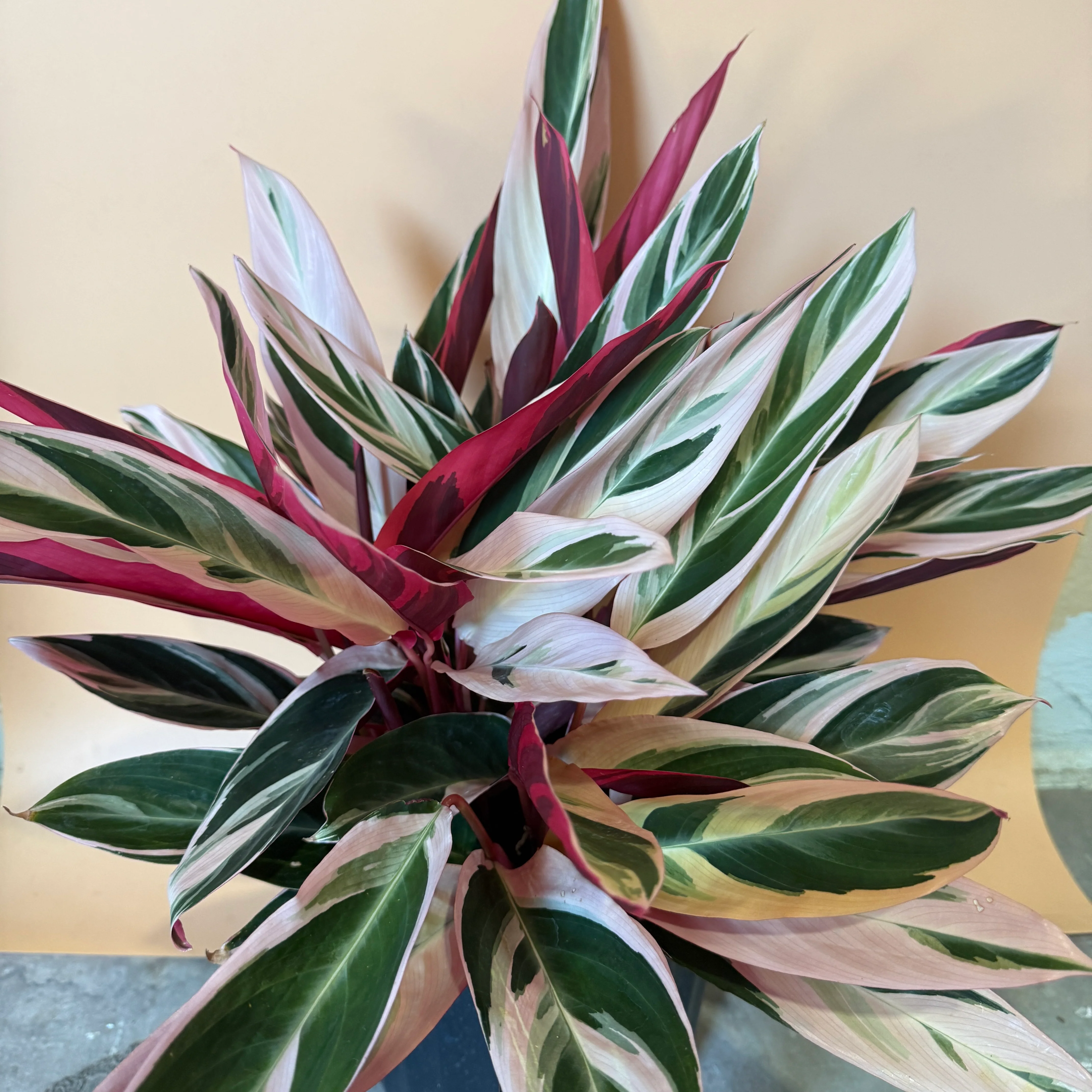 Large Stromanthe Triostar Calathea - Image 3