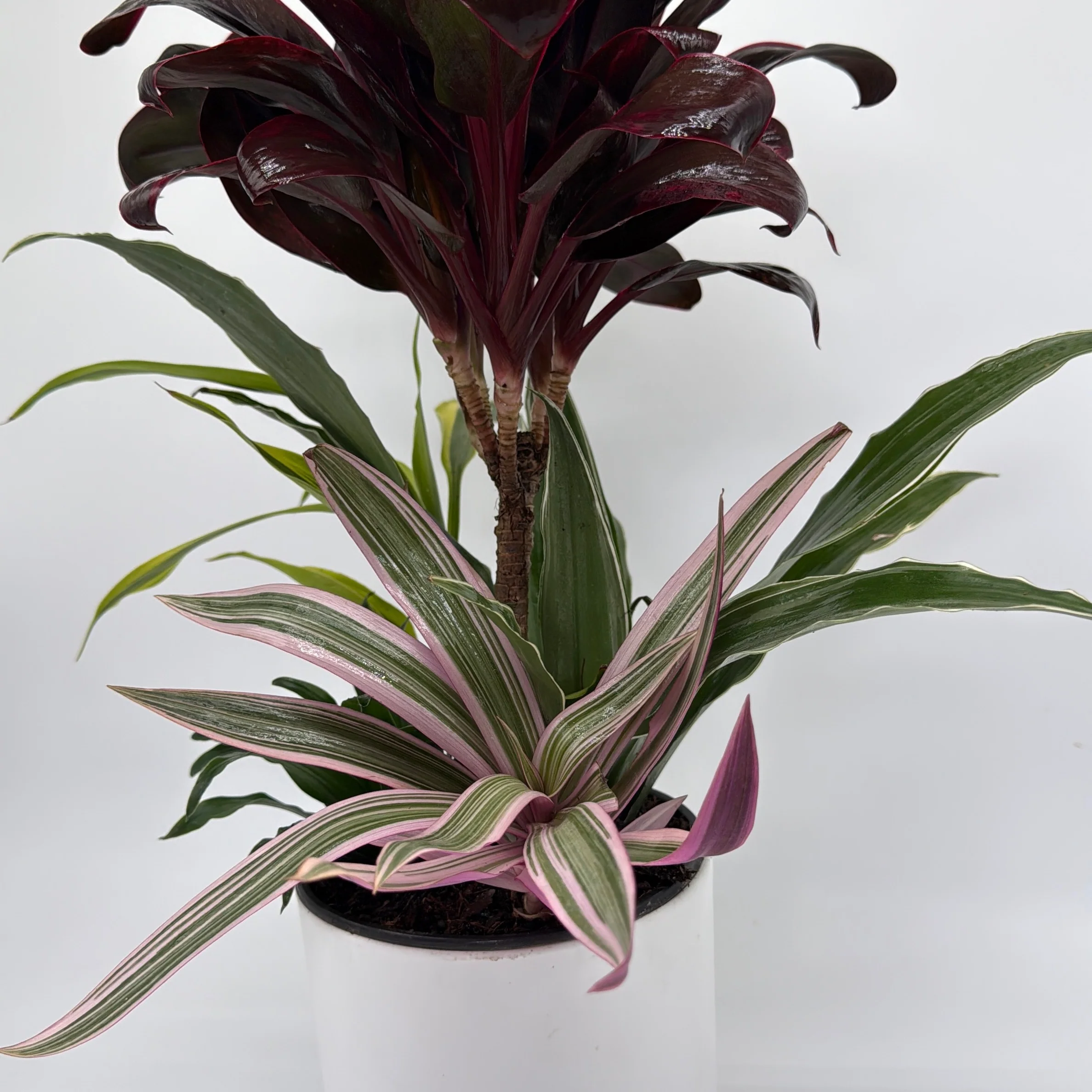 Low Light Combination Planter - Cordyline, Dracaena & Tradescantia - Image 4