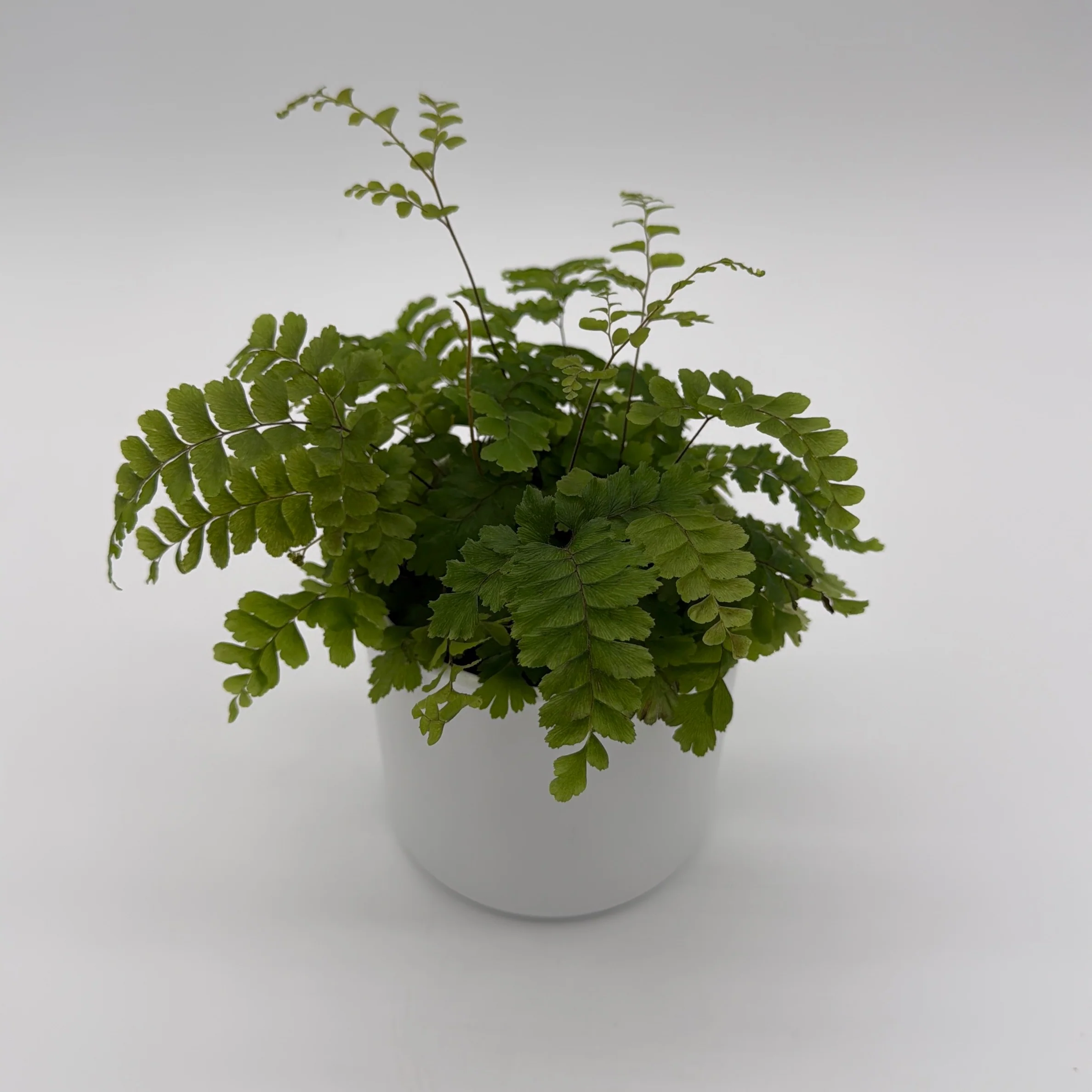 Maidenhair Fern - Image 2