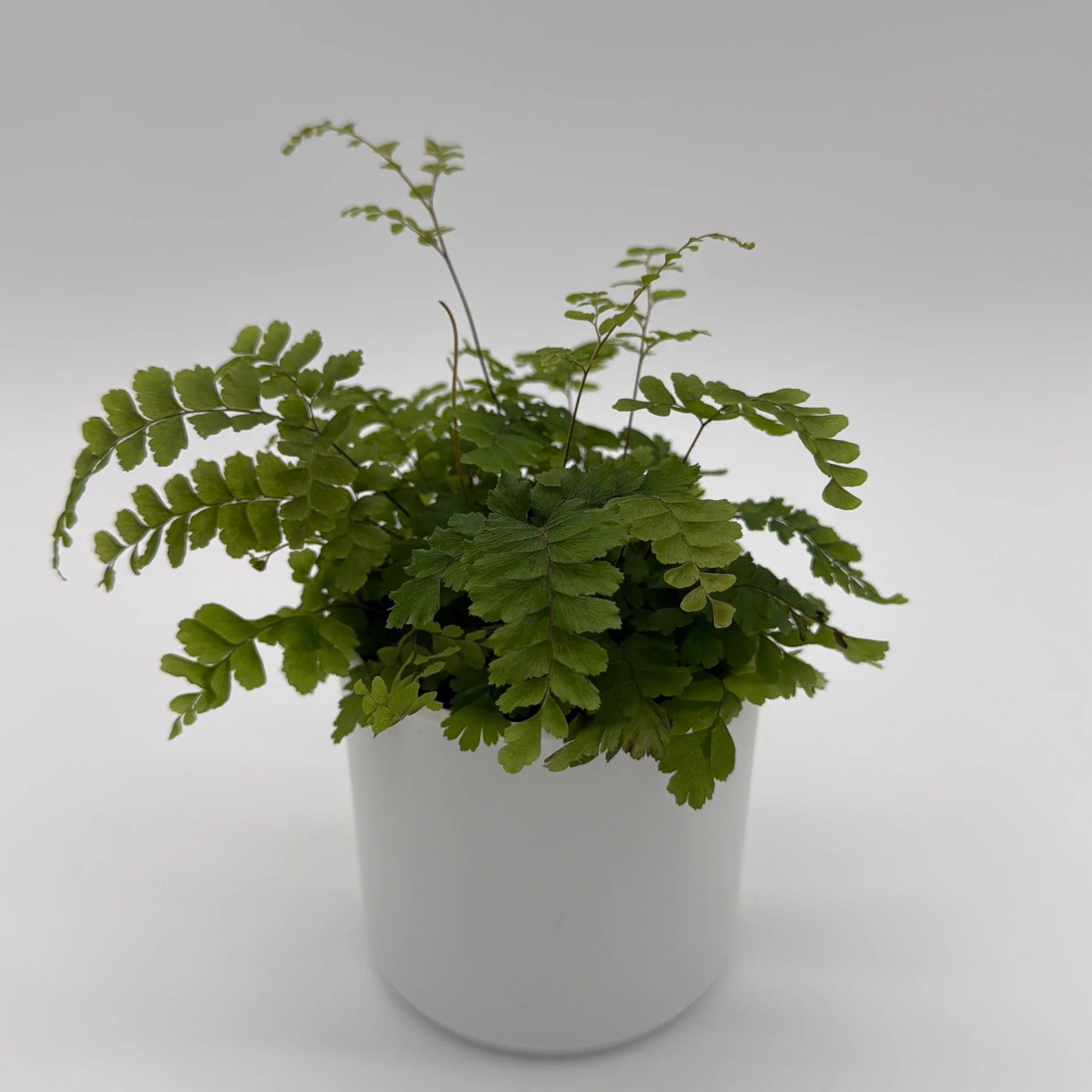 Maidenhair Fern - Image 3