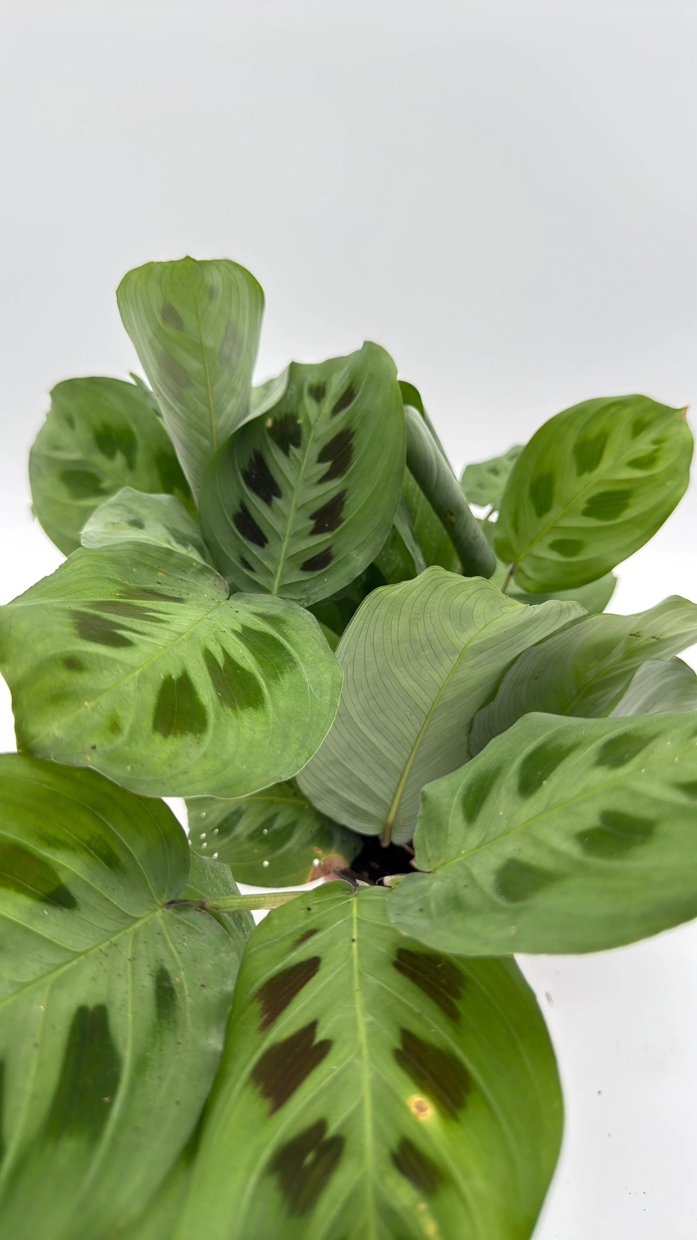 Maranta Green Frog - Image 2