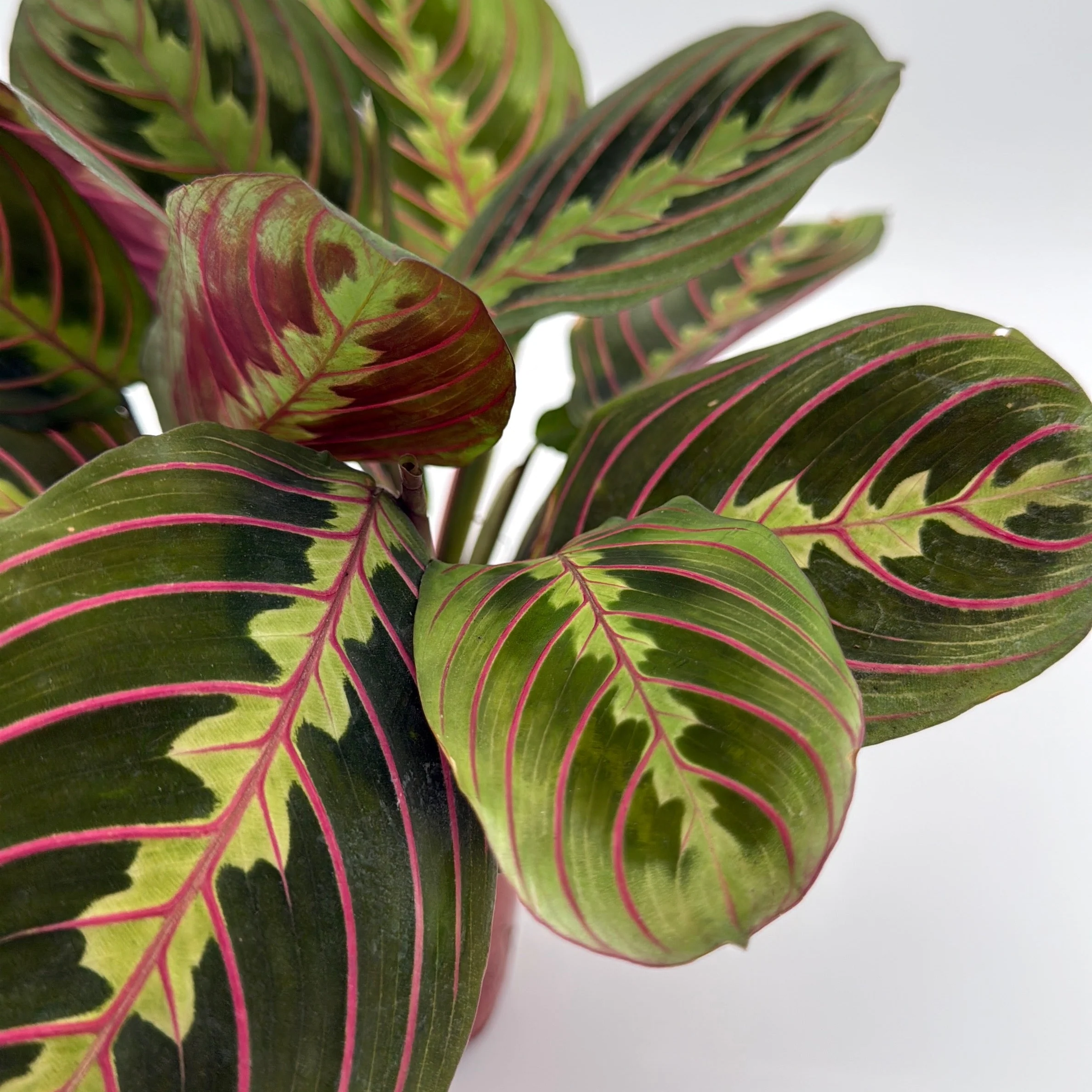 Maranta Red - Image 3