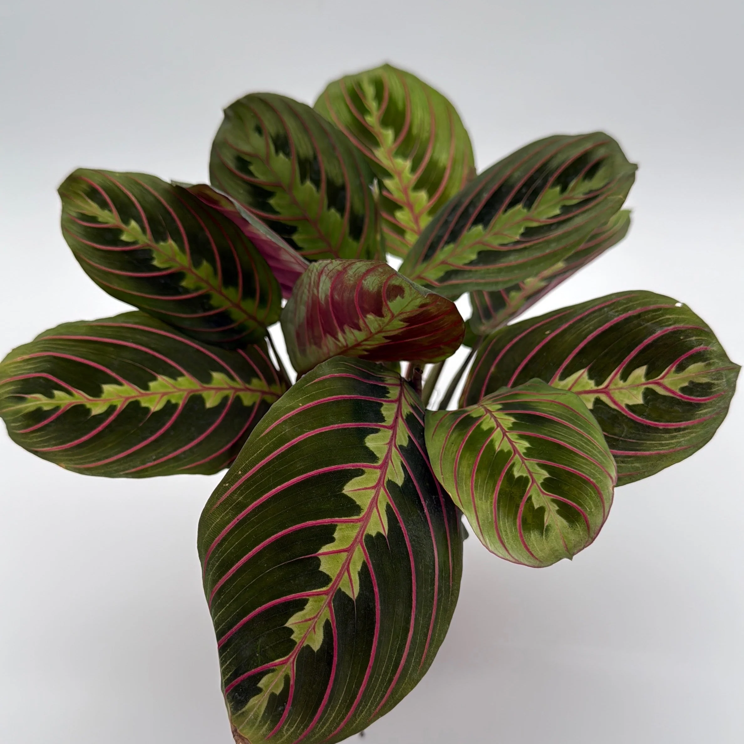Maranta Red - Image 4
