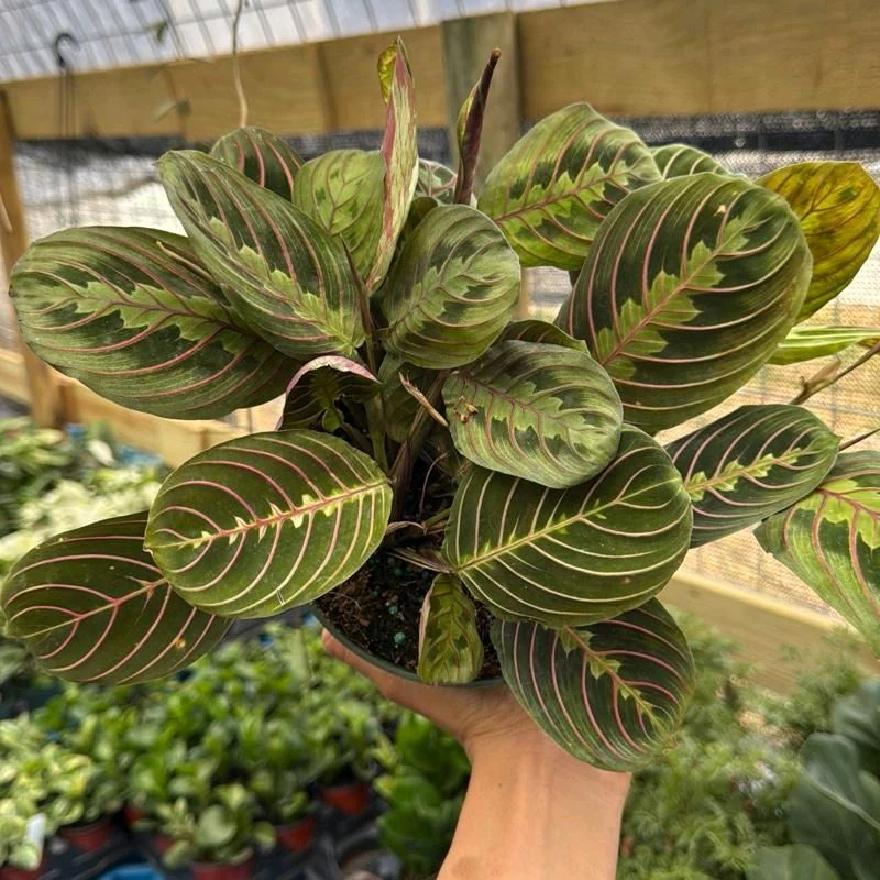 Maranta Red - Image 5