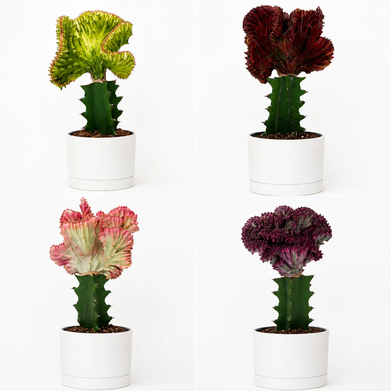 Mermaid Tail Cactus