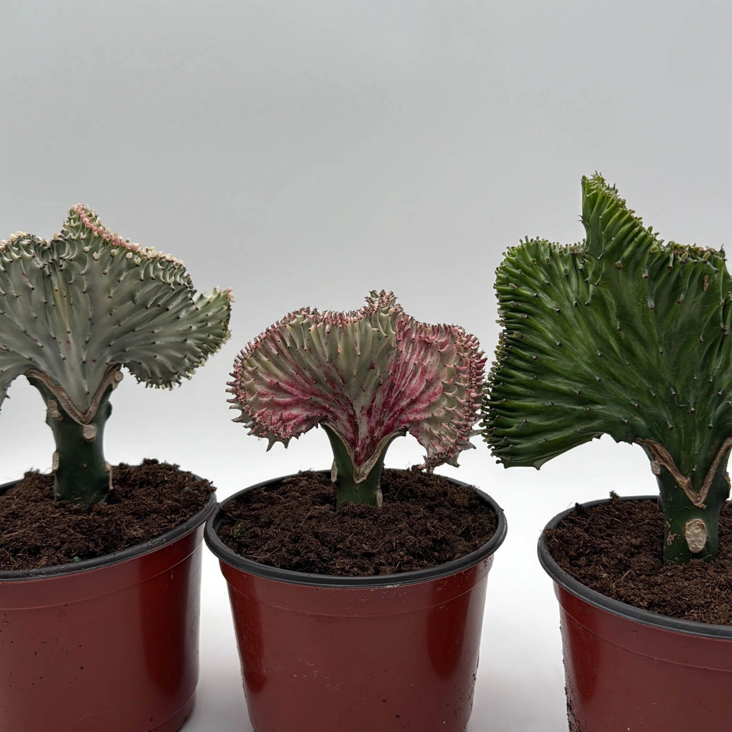 Mermaid Tail Cactus - Image 2