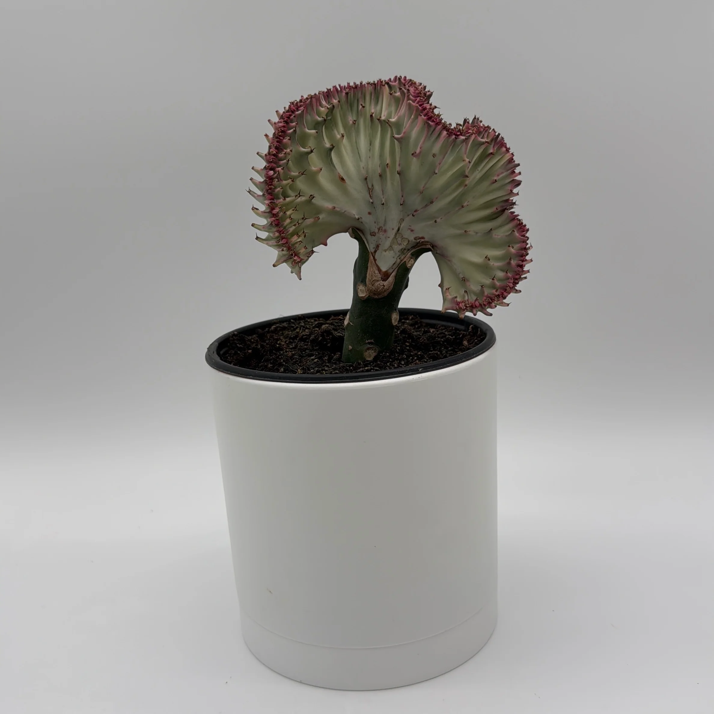 Mermaid Tail Cactus - Image 3