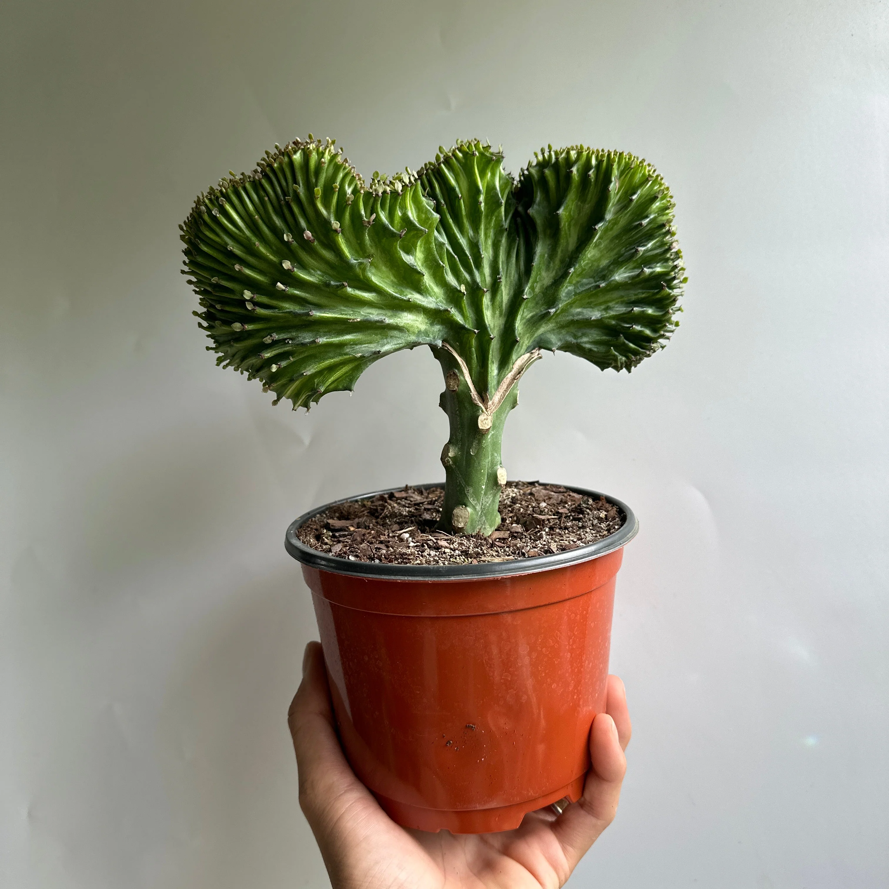 Mermaid Tail Cactus - Image 6