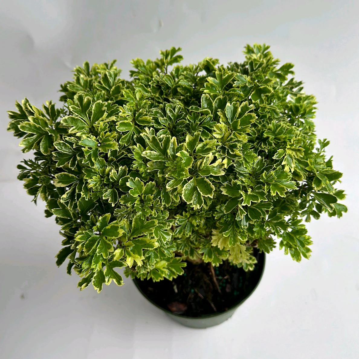 Ming Aralia 'Gold' - Image 2