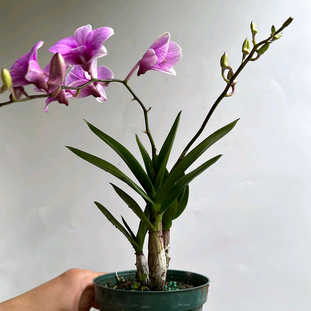 Pink Mini Orchids - Image 2
