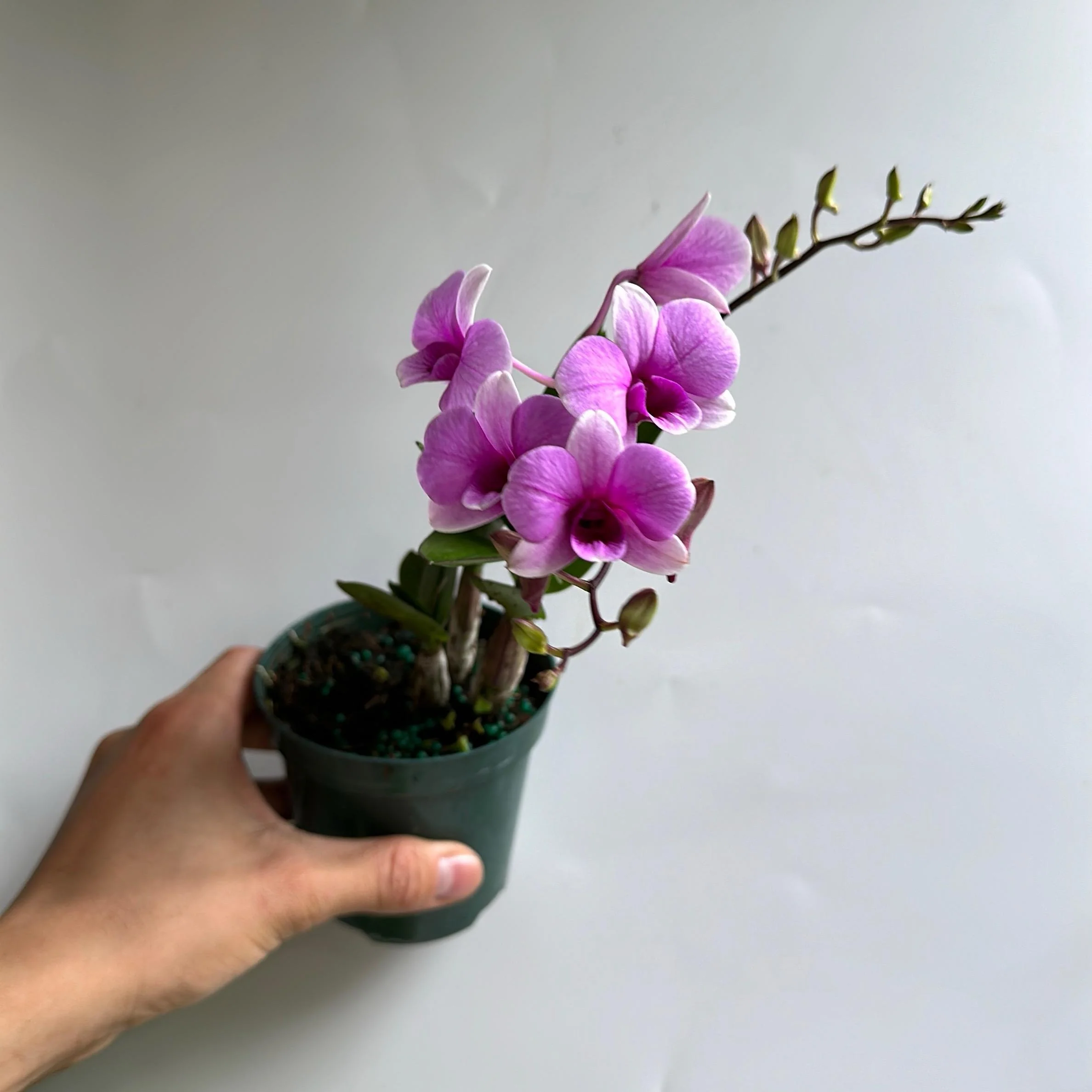 Pink Mini Orchids - Image 3