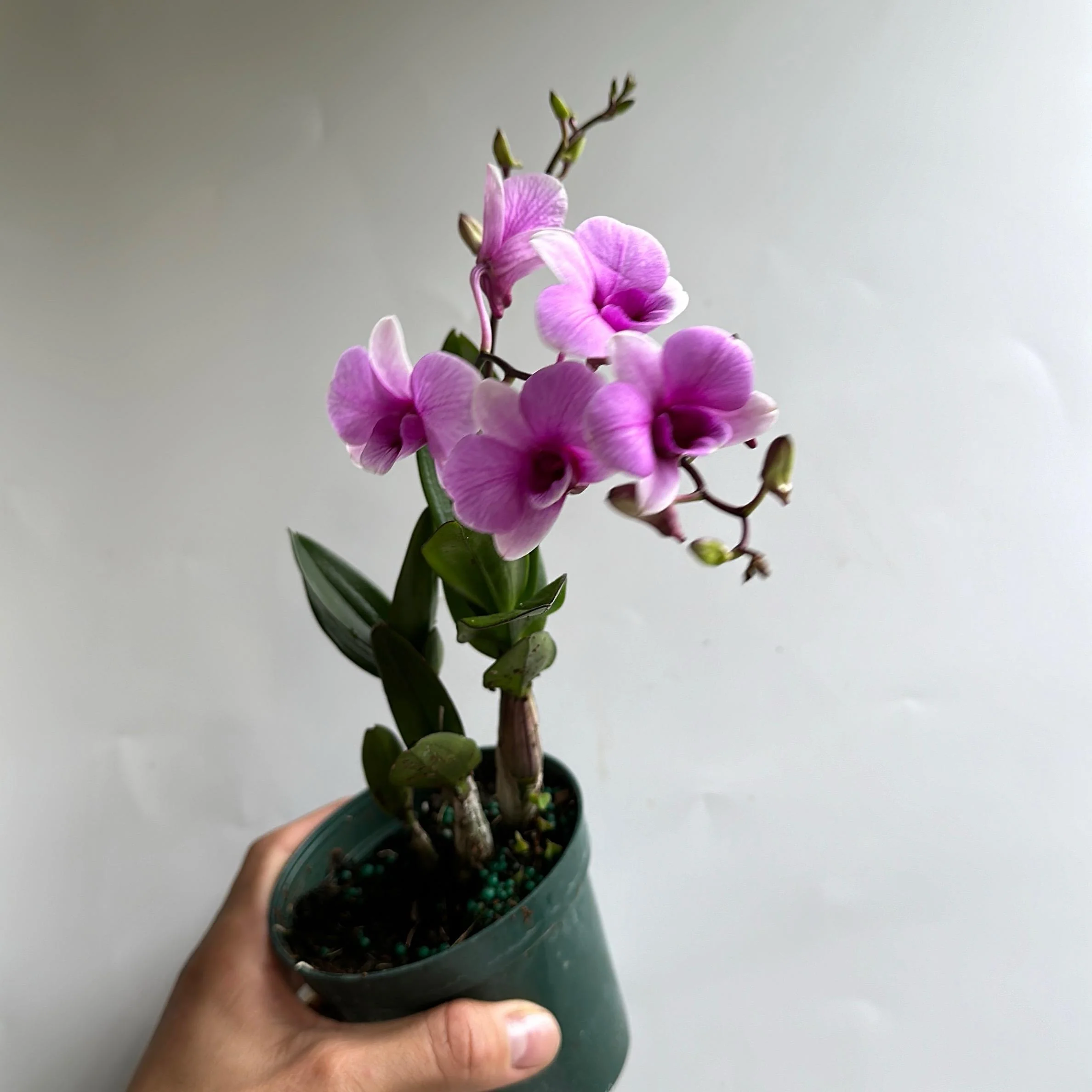 Pink Mini Orchids - Image 4