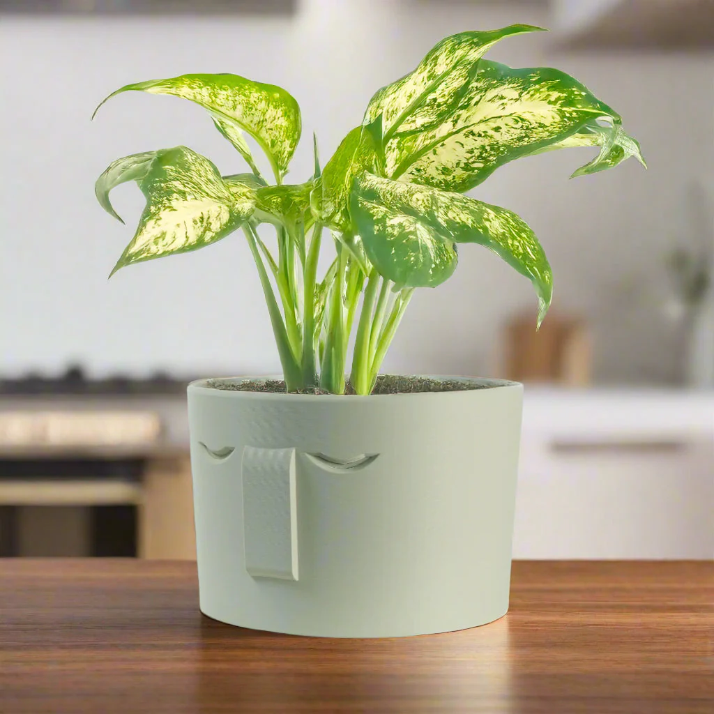 Minimal Face Planter, Small Medium Large, With Drip Tray and Great Drainage - Image 3