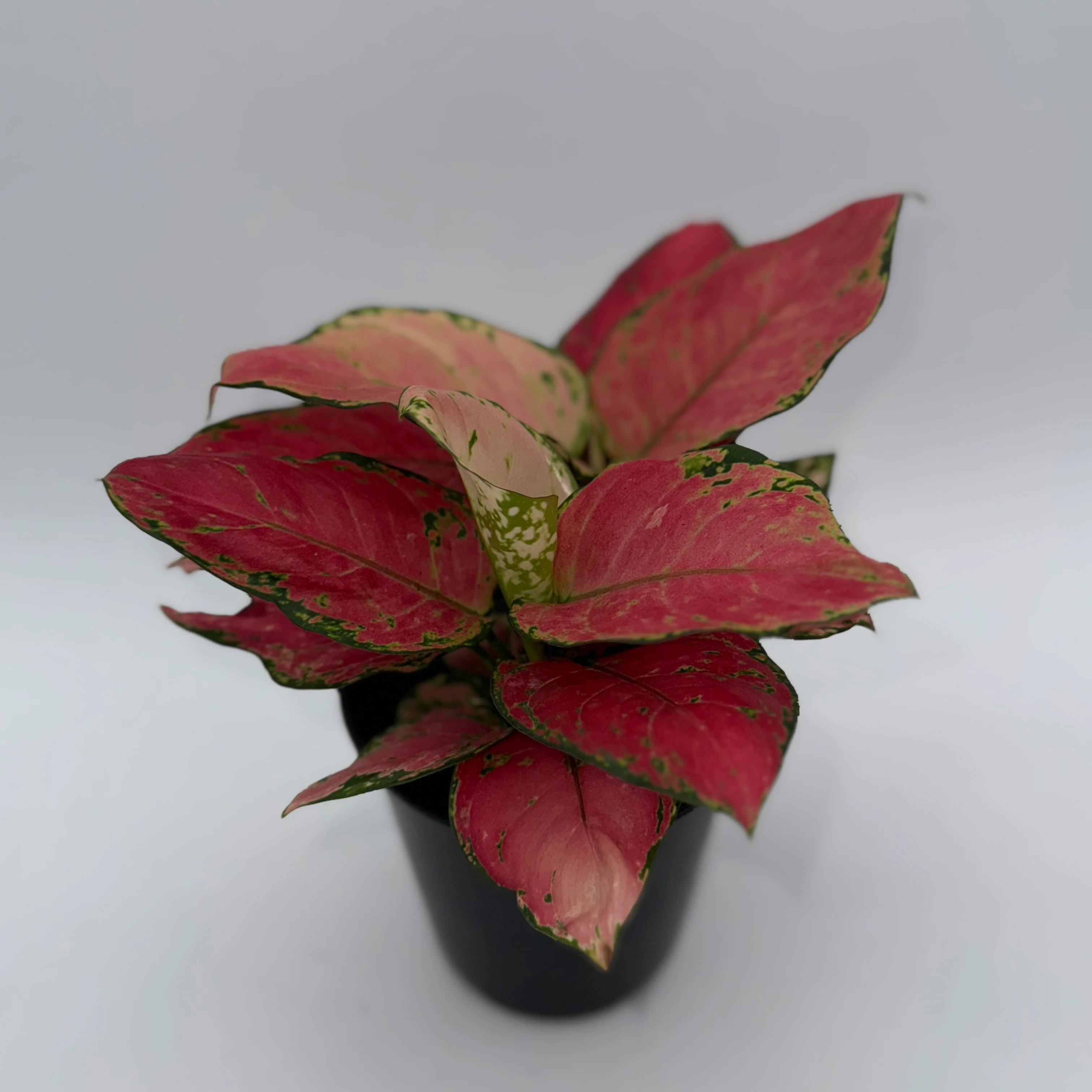 Mom's Favorite Plant Bundle Box - 3 Surprise Plants - Image 5