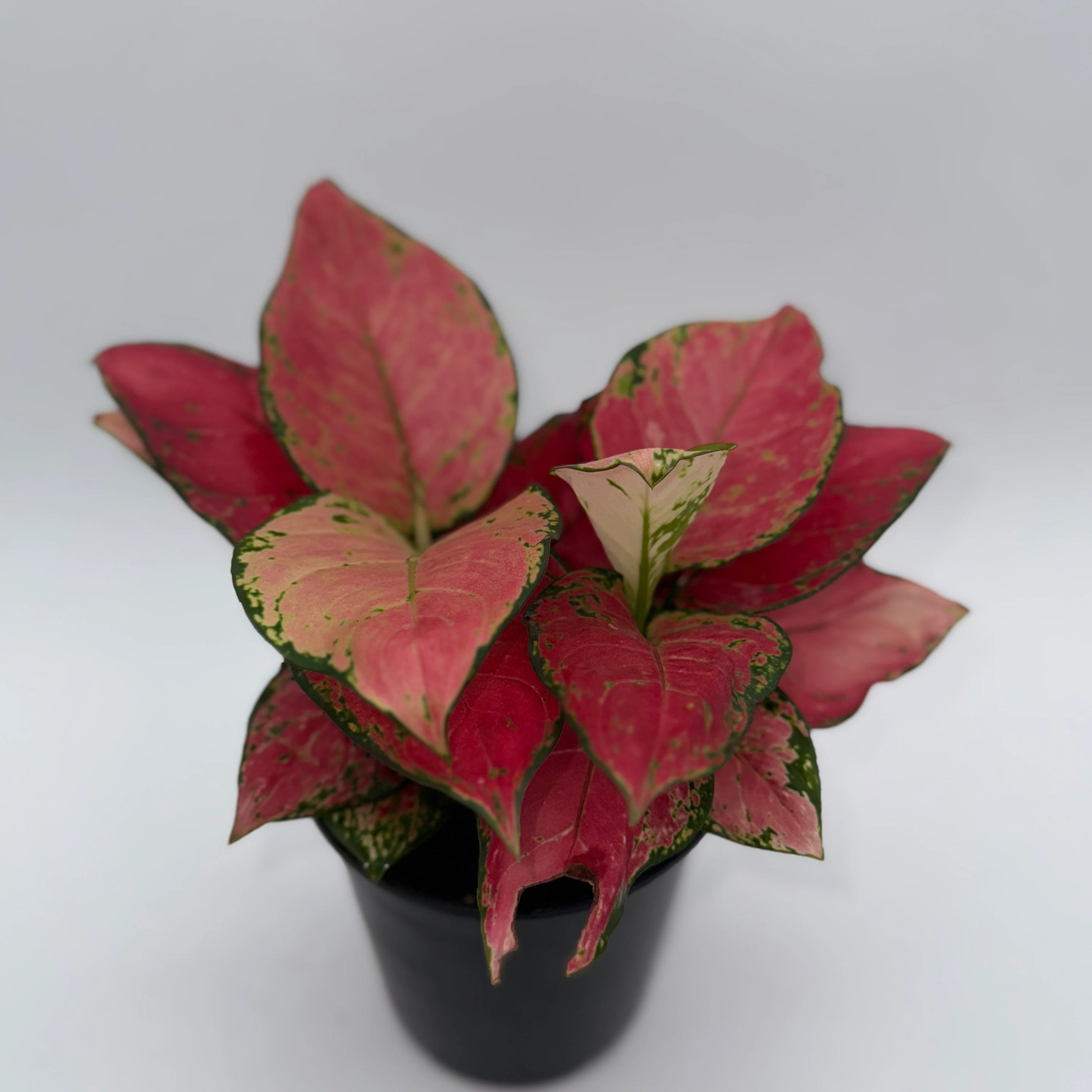 Mom's Favorite Plant Bundle Box - 3 Surprise Plants - Image 6