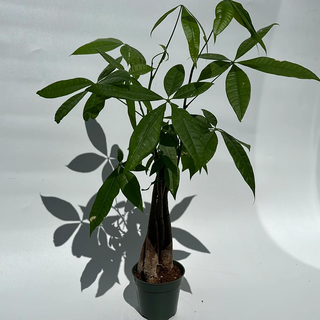 Money Tree - Image 3