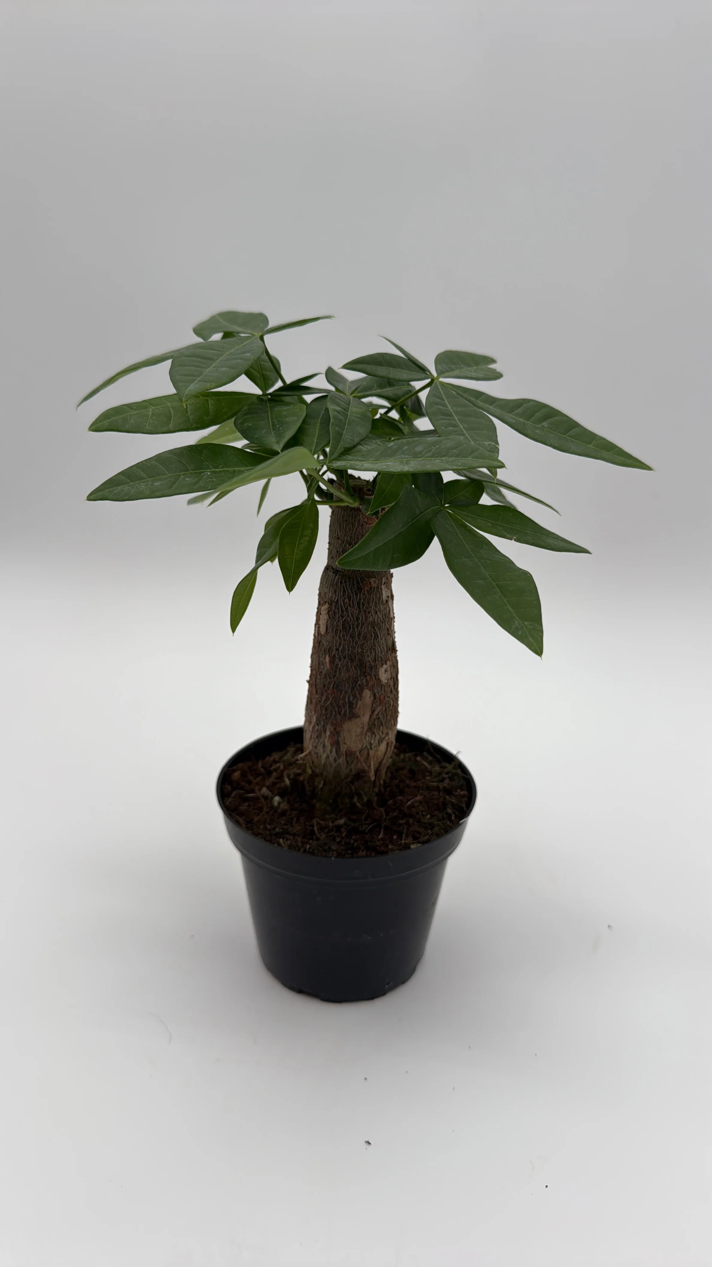 Money Tree Stump - Image 3