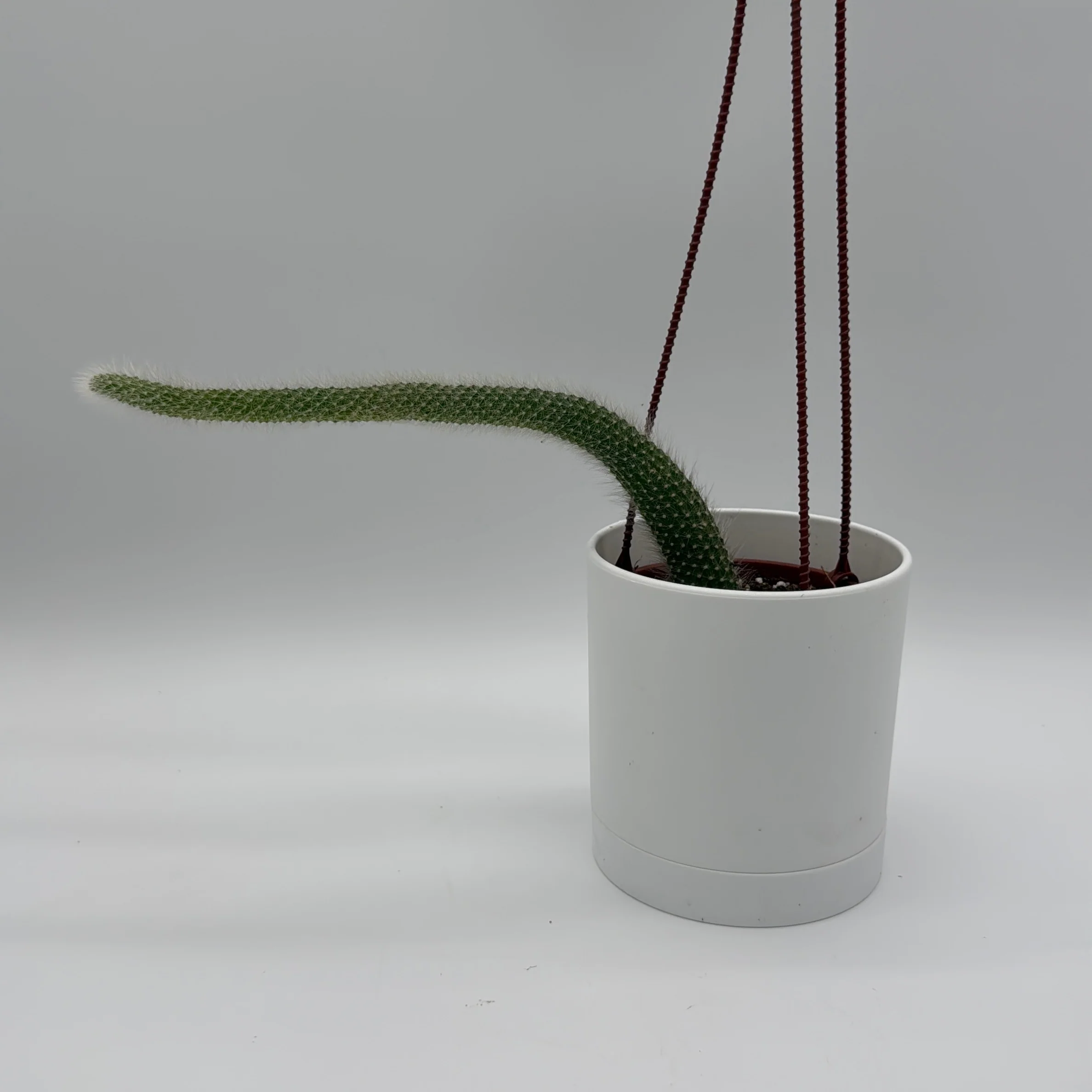 Monkey Tail Cactus