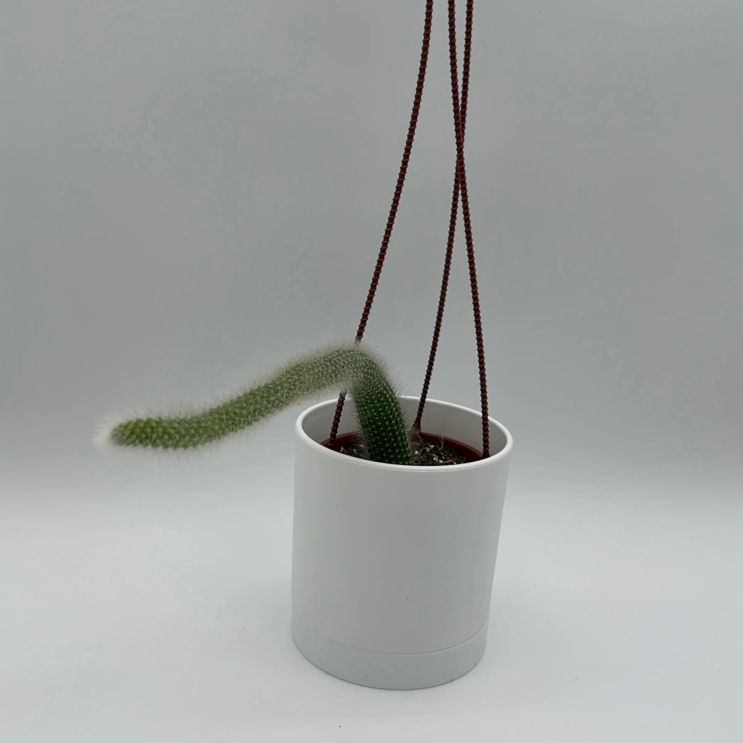 Monkey Tail Cactus - Image 2