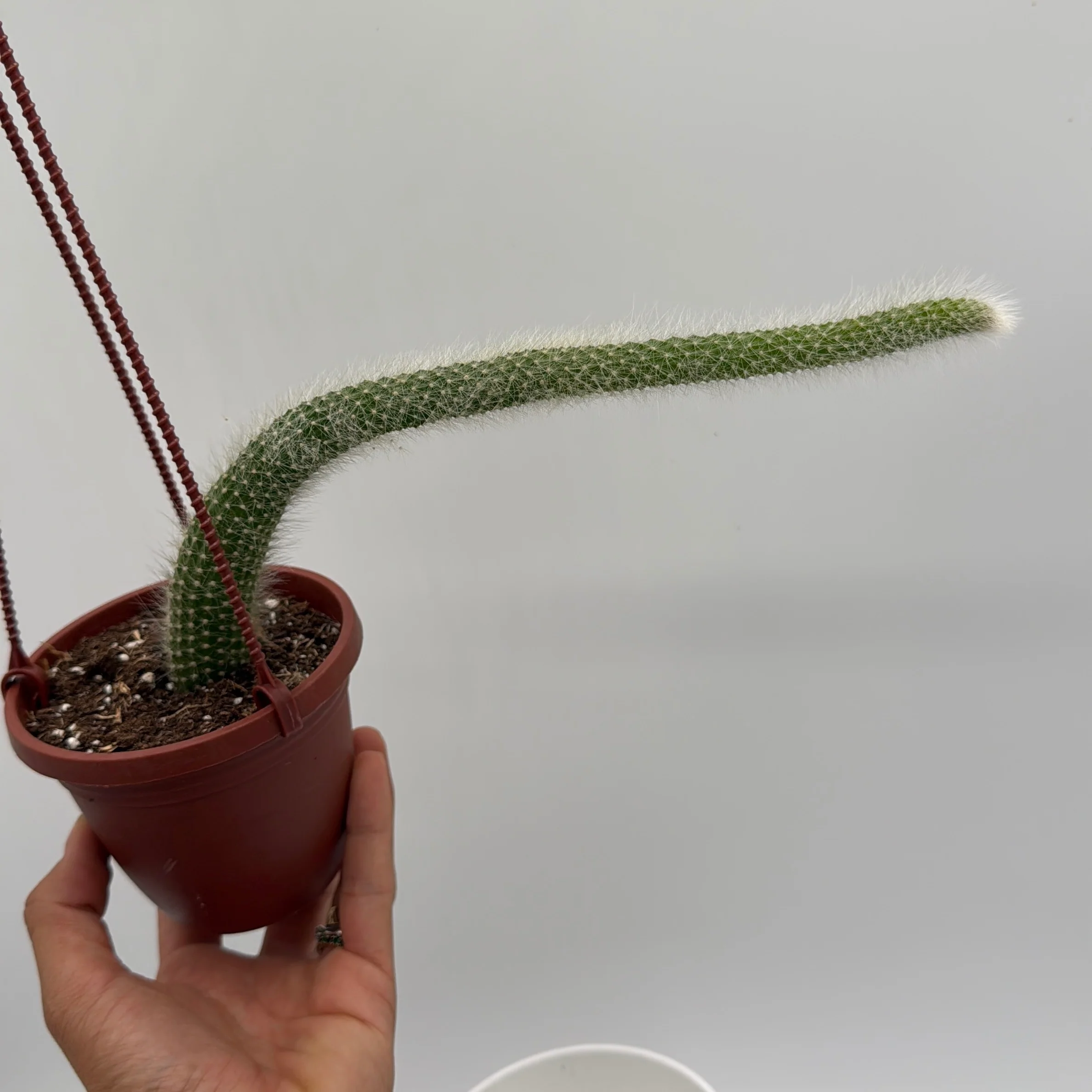 Monkey Tail Cactus - Image 3