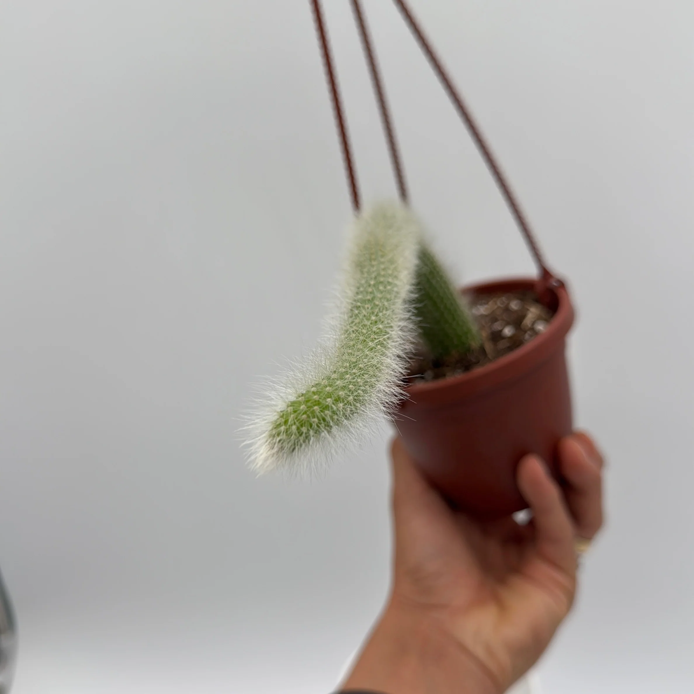 Monkey Tail Cactus - Image 4
