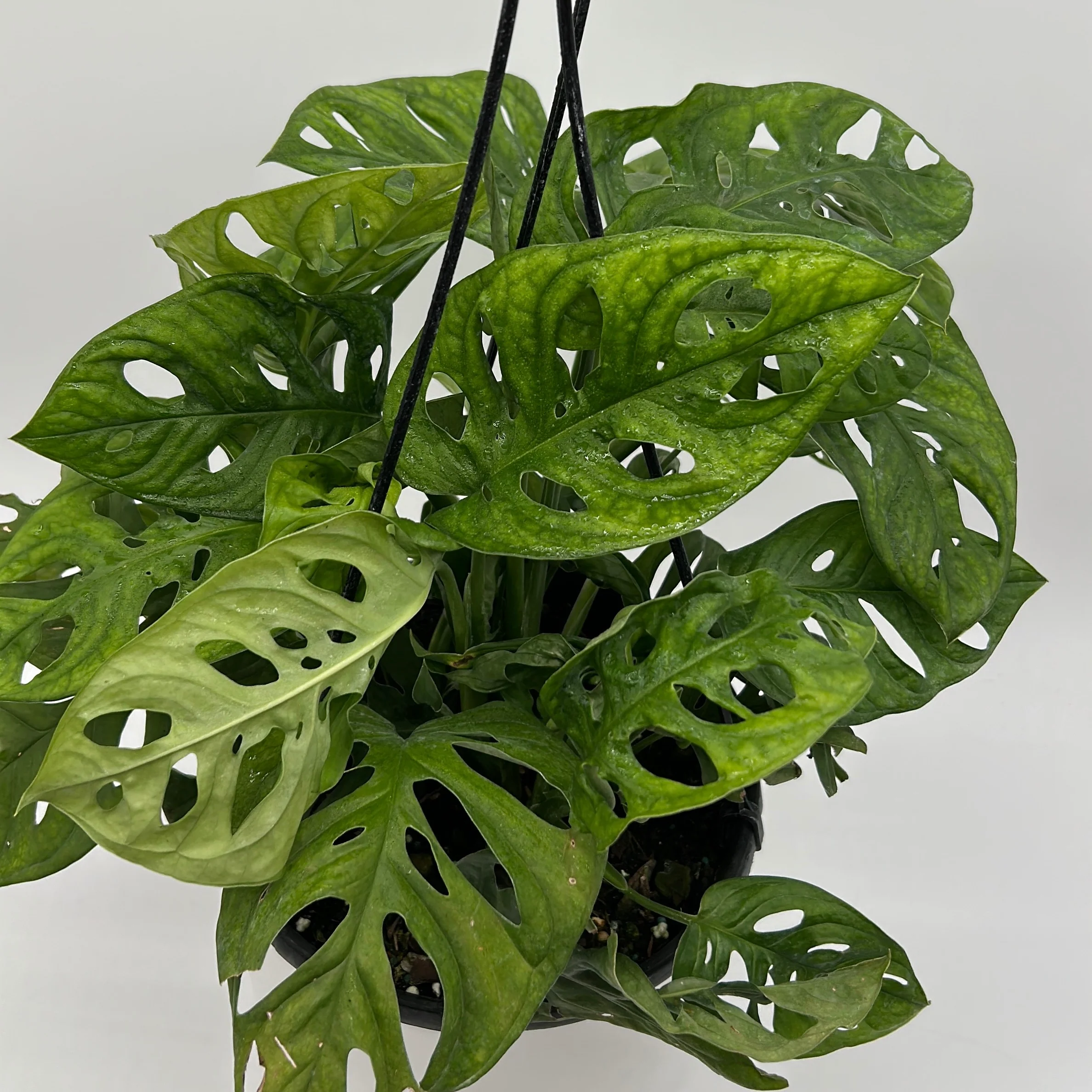 Monstera Adansonii (Swiss Cheese Plant) - Image 10