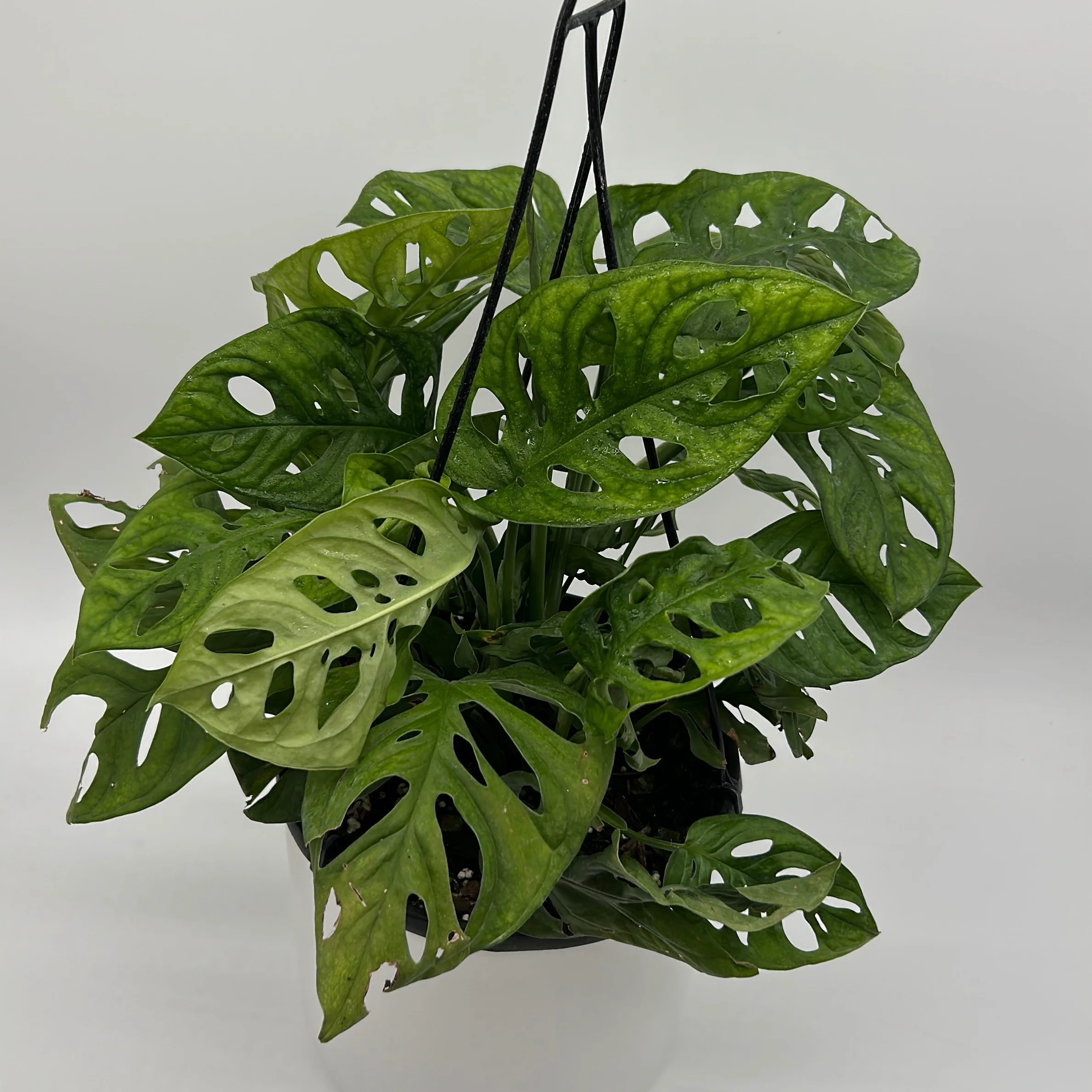 Monstera Adansonii (Swiss Cheese Plant) - Image 11