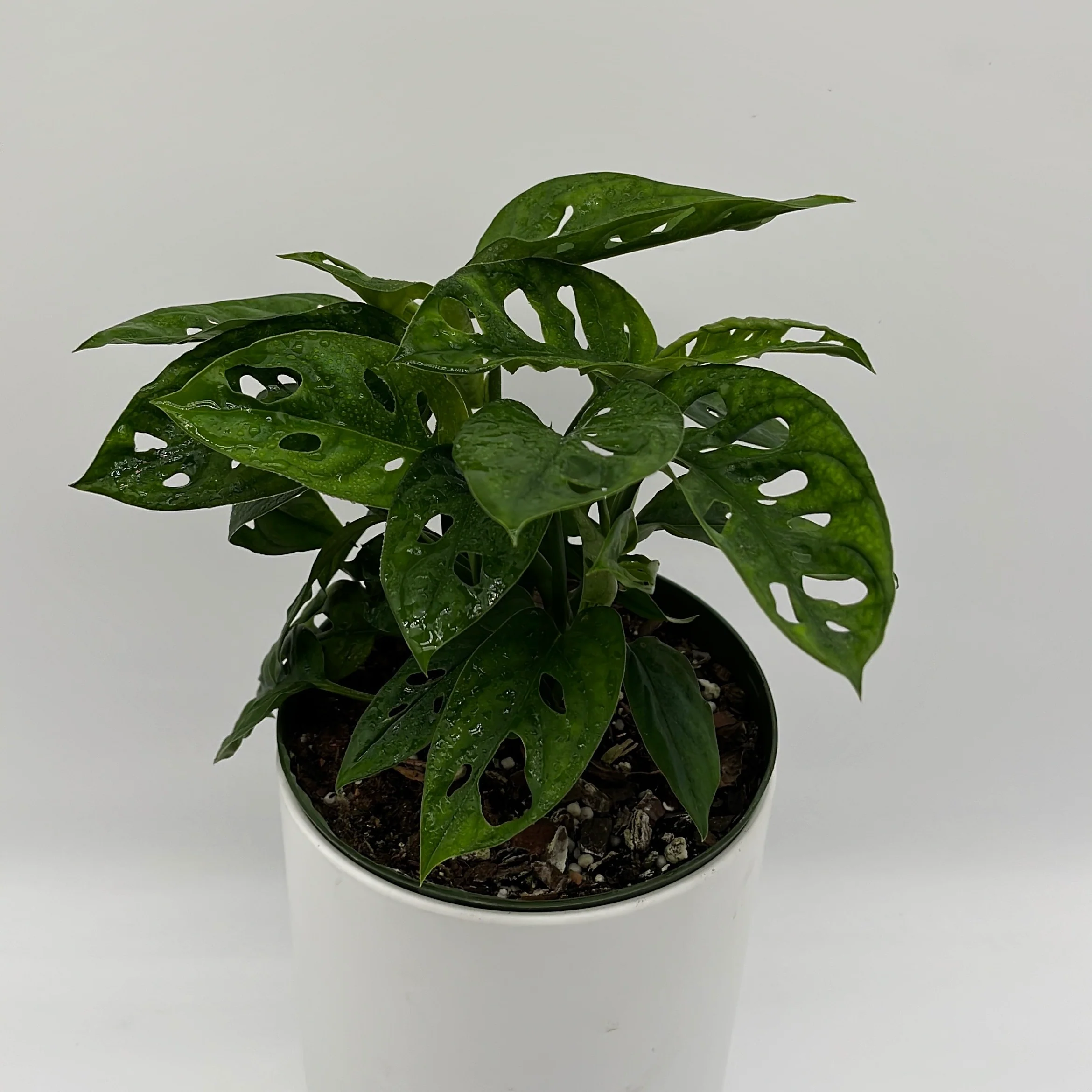 Monstera Adansonii (Swiss Cheese Plant) - Image 3