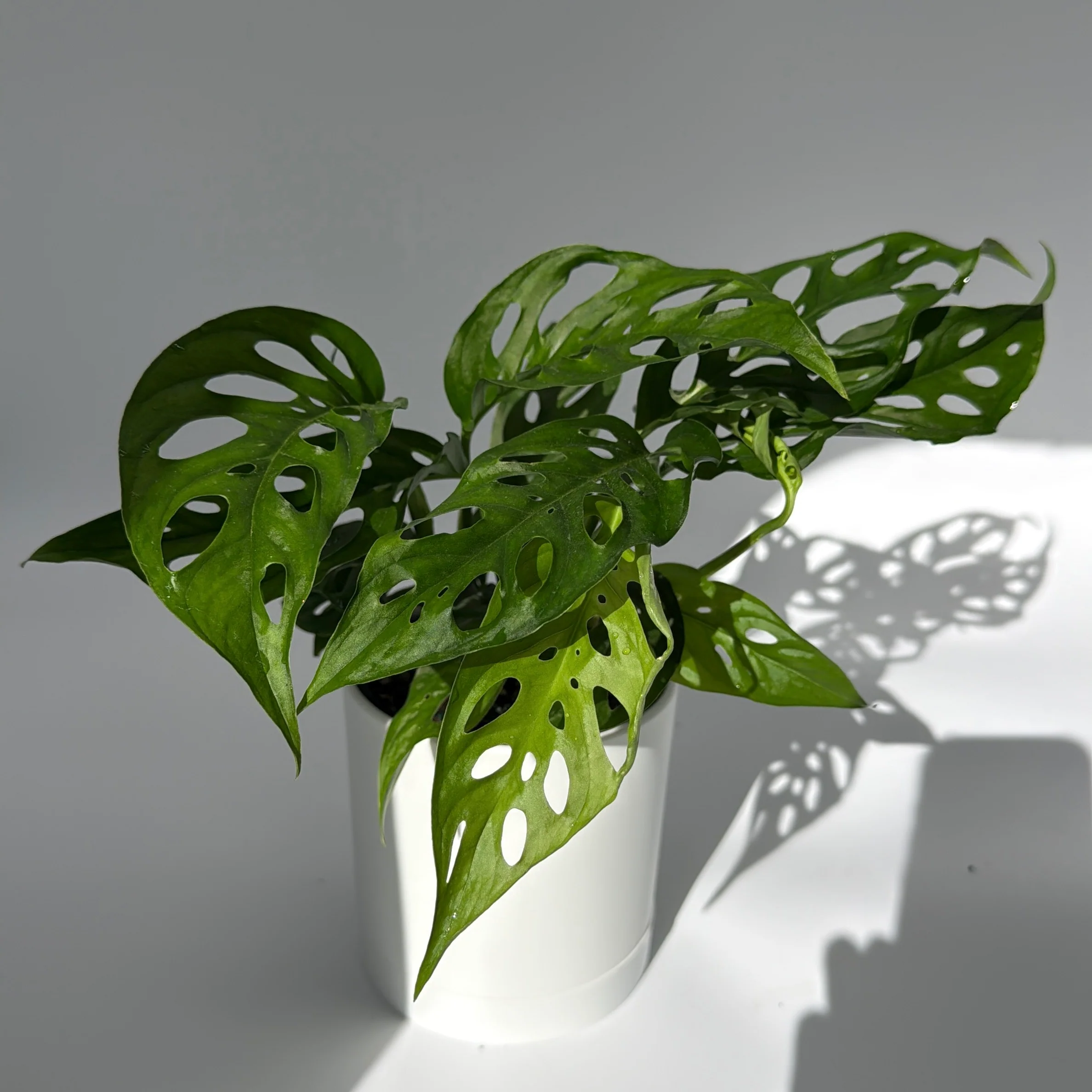 Monstera Adansonii (Swiss Cheese Plant) - Image 4